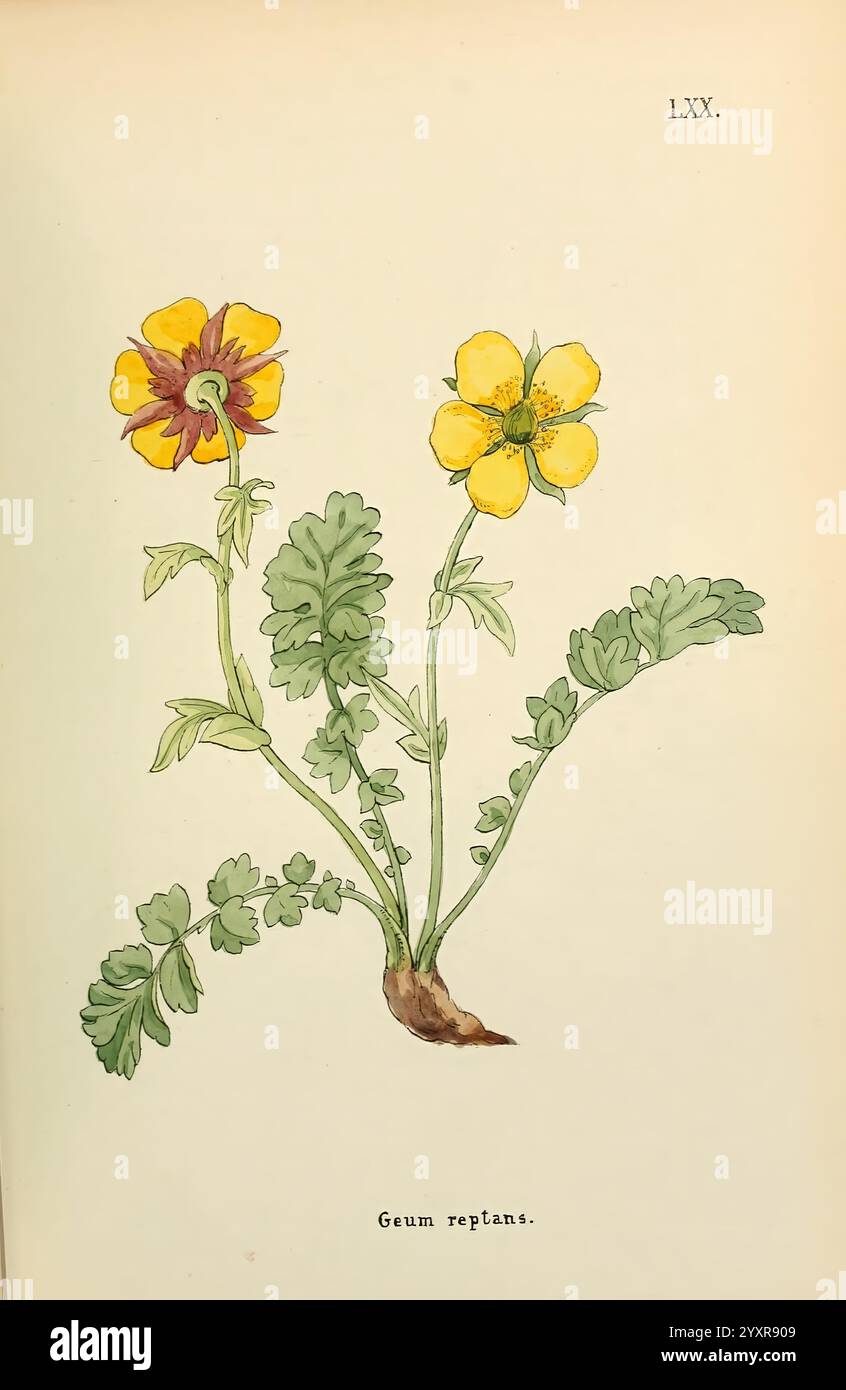 Fiori dell'Engadina. Winchester, stampato per l'autore da Warren e Son, 1891, Engadine, Flowers, Pictorial Works, piante, Svizzera, l'illustrazione mostra due fiori distinti che emergono da una base condivisa. Sulla sinistra, un fiore vibrante con petali gialli profondi tinto di marrone rossastro, che mostra una struttura delicata e una disposizione intricata di petali. Sulla destra, un fiore giallo brillante con petali più ampi irradia semplicità e fascino, contribuendo al fascino generale della composizione. Sotto, foglie verdi lussureggianti con bordi seghettati si aprono, fornendo un contrasto sorprendente con il BL Foto Stock