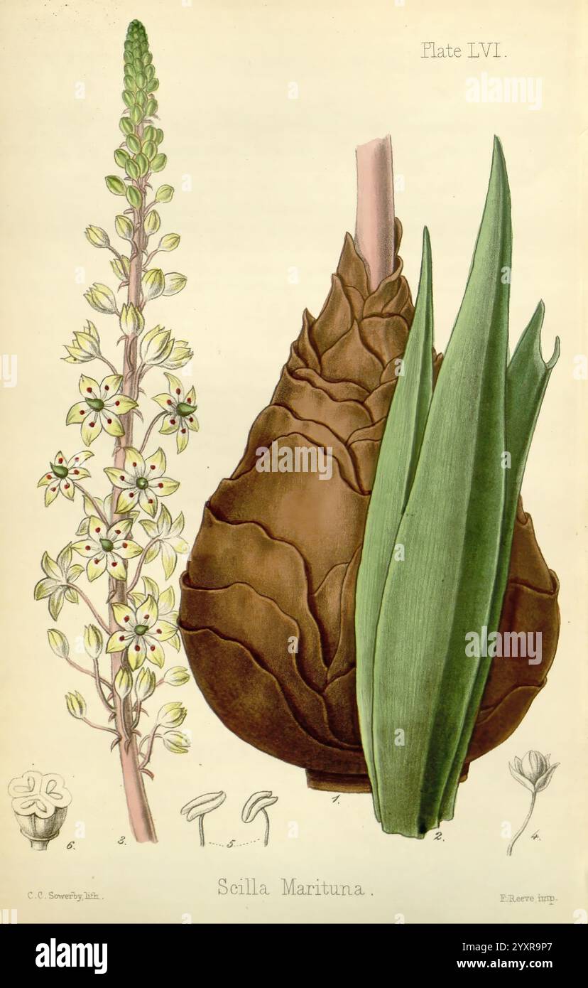 The Flora Homoeopathica, London, Leath & Ross, 1852-1853, Botany, omeopatia, opere pittoriche, Botanica, medica, materia medica, Vegetable, materia medica e Therapeutics, Charybdis Maritima, questa illustrazione mostra le caratteristiche botaniche della Scilla maritima, comunemente nota come Sea squill. Sulla sinistra, un sottile gambo fiorito è adornato da delicati fiori bianchi a forma di stella disposti in una punta compatta. La sezione centrale mette in evidenza la forma unica e bulbosa della pianta, mostrando il suo esterno marrone e testurizzato. A destra, lunghe foglie verdi appuntite si alzano in rilievo, sottolineando il PL Foto Stock