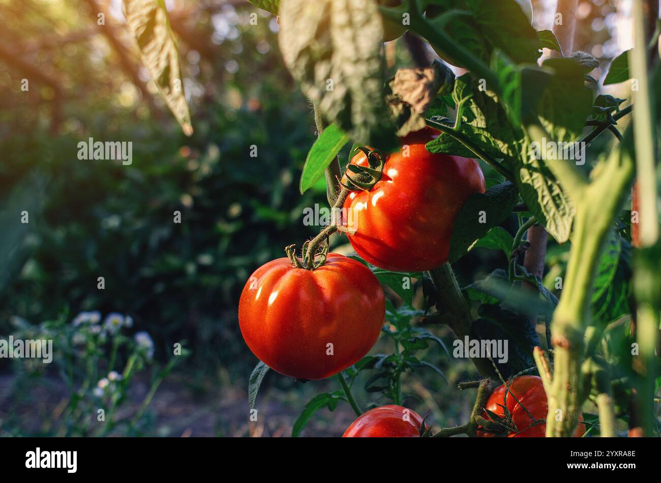 Pomodori rossi sul ramo in una serra. Sfondo sfocato delle piante. Coltivare piante di ombra notte Foto Stock