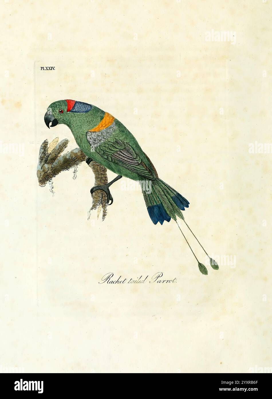 A General history of Birds, Winchester England, stampato da Jacob e Johnson, per l'autore venduto a Londra da G. e W. B. Whittaker [e altri 3], 1821-1828, Birds, Pictorial Works, Prioniturus montanus, Luzon Racket-TAIL, Un pappagallo splendidamente illustrato appollaiato su un ramo, che presenta vibranti sfumature di verde con accenti di rosso e giallo sulla testa. Le sue lunghe e distintive piume della coda sono esposte con eleganza, aggiungendo un aspetto sorprendente. Il rendering dettagliato enfatizza le caratteristiche intricate del pappagallo, come il becco curvo e gli occhi espressivi. Sotto l'illustrazione, il nome Foto Stock