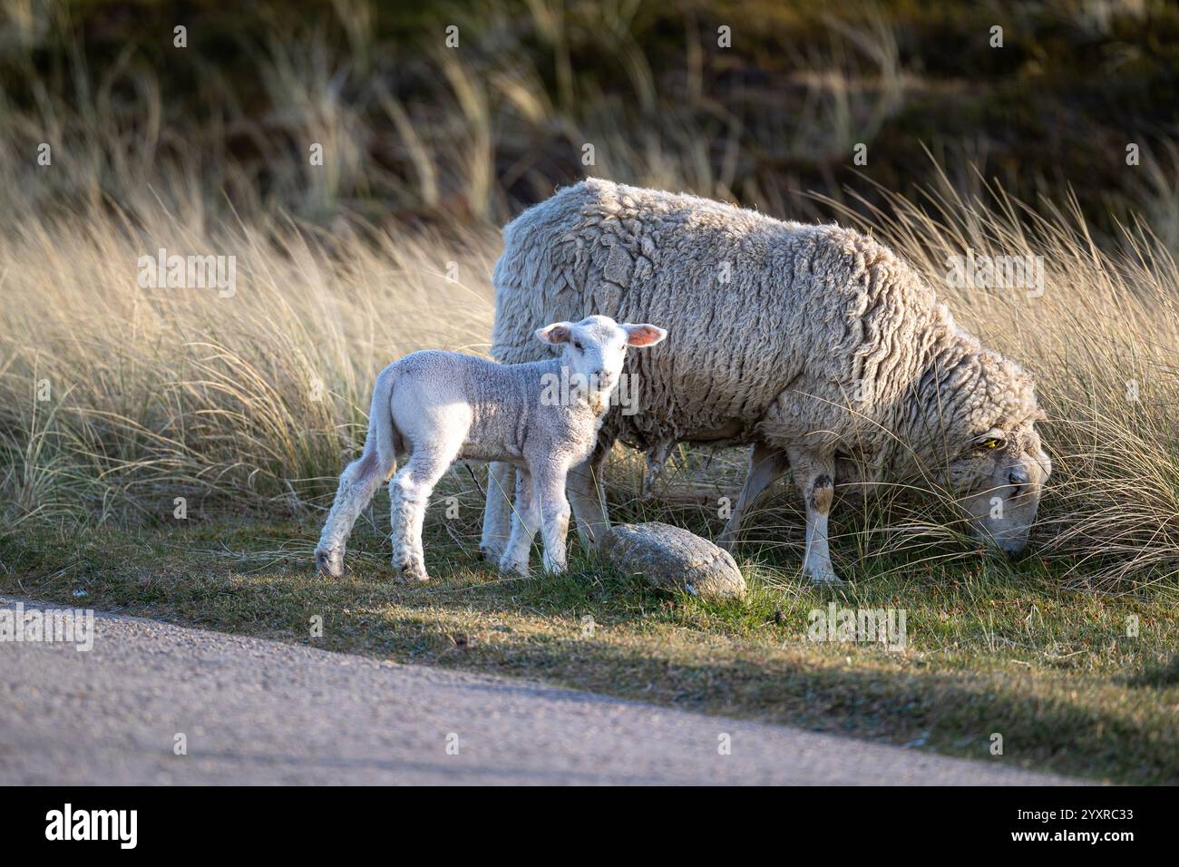 La madre pecora pascolava con il suo agnello in una tranquilla prateria spazzata dal vento. Foto Stock