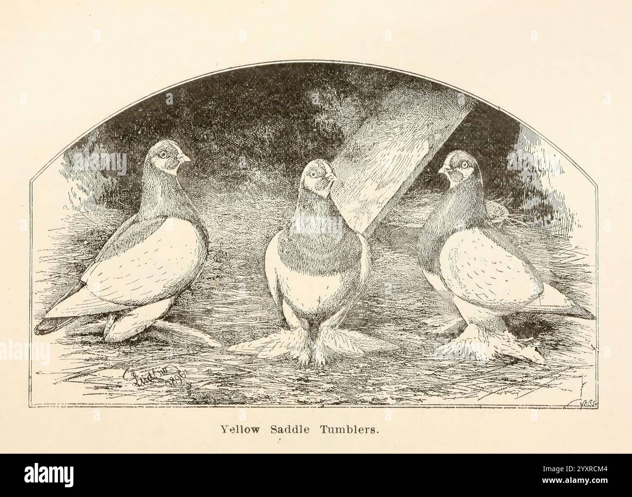 Piccioni e tutto su di loro, Boston, C.E. Twombly [c1898], piccioni, Woodshole, un trio di bicchieri gialli, raffigurati in un ambiente naturale. Questi uccelli sono caratterizzati dai loro caratteristici steli gialli e dal vivace piumaggio. Ogni uccello si erge con una postura sicura, mostrando le sue caratteristiche uniche. Lo sfondo presenta una sottile miscela di texture che suggerisce un ambiente sereno, mentre il rendering dettagliato cattura l'eleganza e la grazia di questi soggetti avicoli. Foto Stock