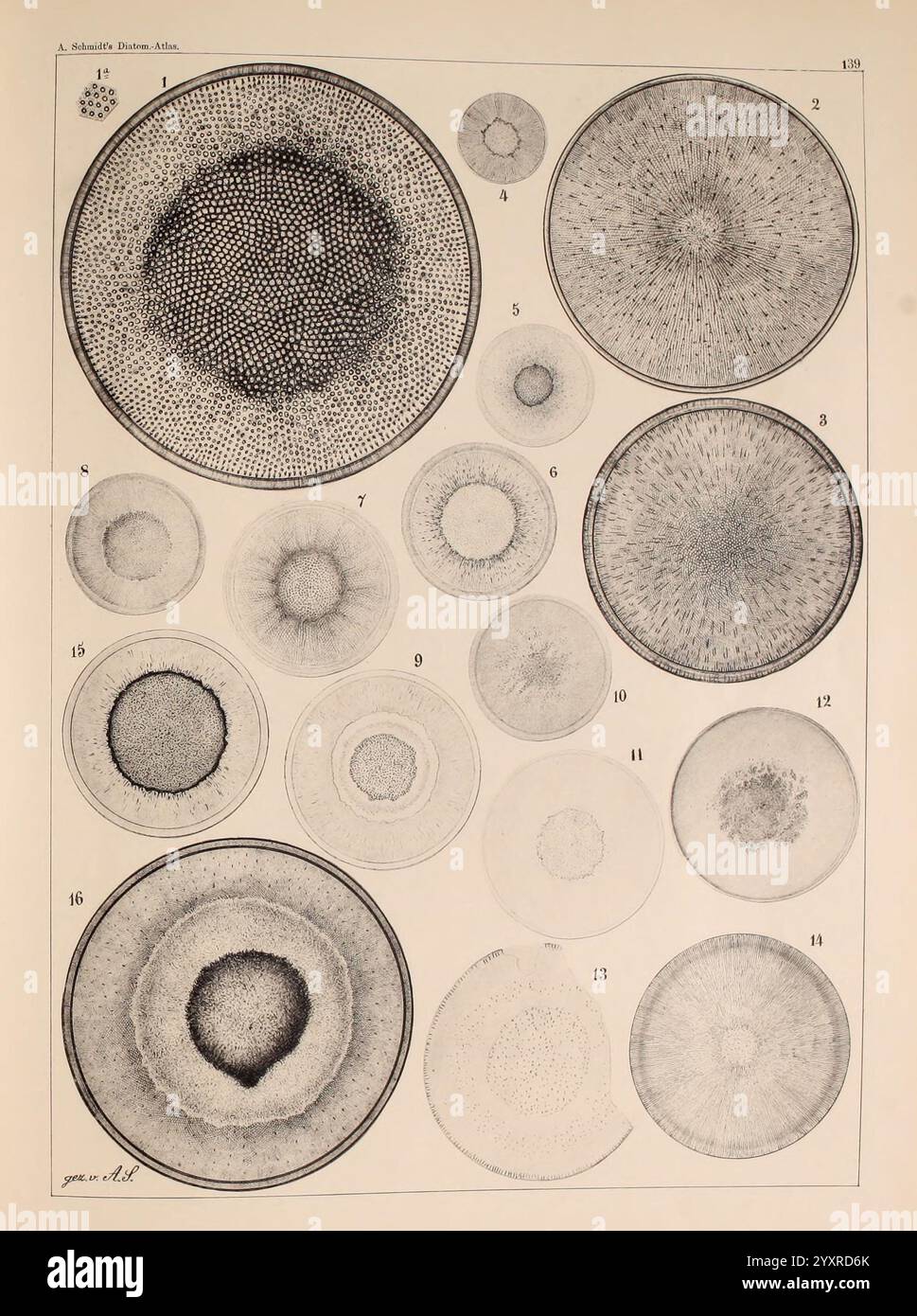 Atlas der Diatomaceen-Kunde, Lipsia, R. Reisland, 1874-19, atlanti, bacillarioficeae, questa opera d'arte presenta una collezione di intricati motivi circolari, ognuno dei quali rappresenta varie forme di vita o strutture microscopiche. La disposizione presenta numerose forme circolari di diverse dimensioni e design, da punti densi a forme più aperte e con trama. Ogni campione è numerato per l'identificazione, evidenziandone le caratteristiche uniche. La precisione e i dettagli di queste strutture offrono uno sguardo sulla complessità della vita su scala microscopica, illustrando la diversità e la bellezza di un'architettura Foto Stock