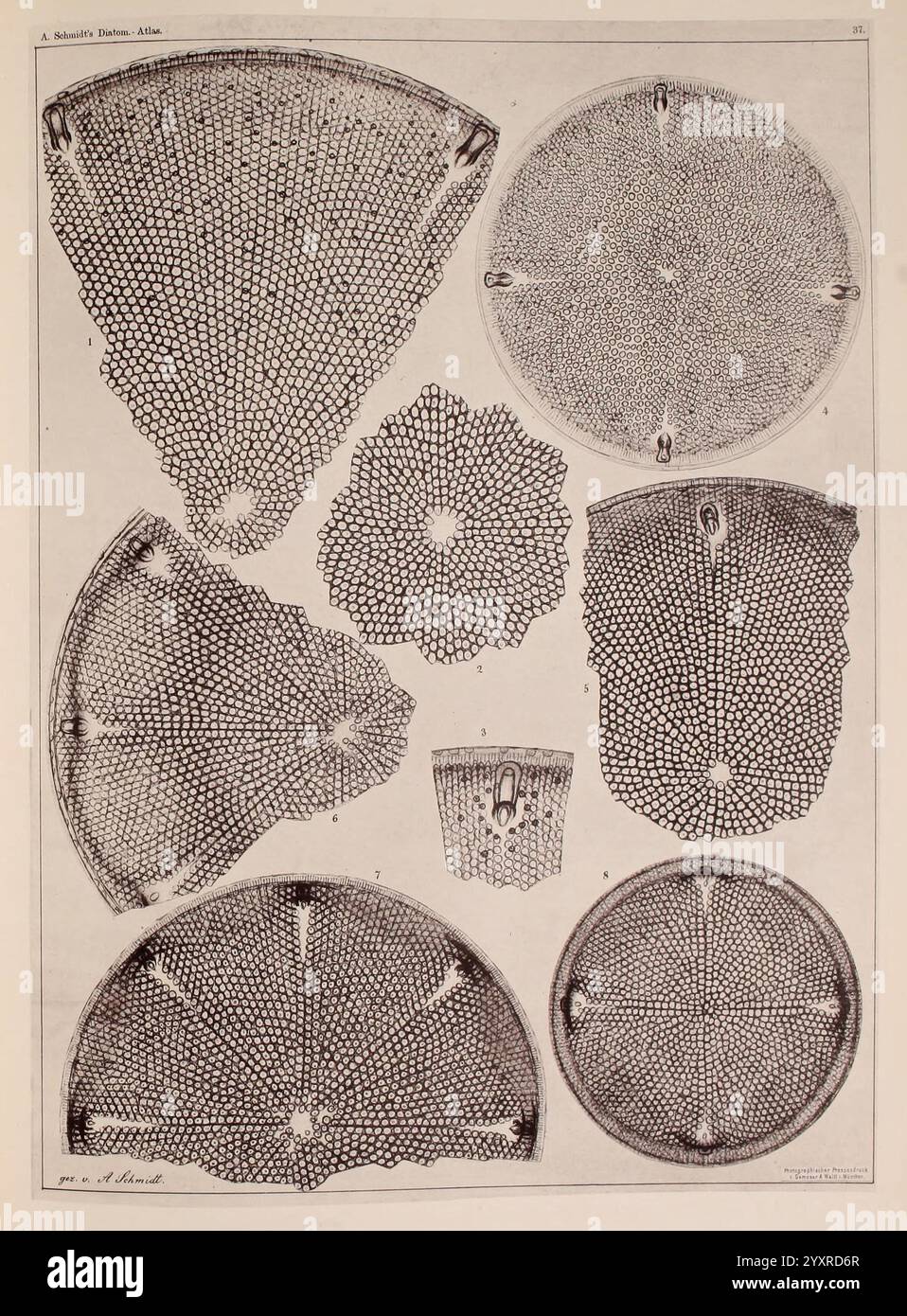 Atlas der Diatomaceen-Kunde Leipzig O.R. Reisland 1874-19 atlanti Bacillariophyceae, l'illustrazione presenta una collezione di viste trasversali di varie strutture vegetali, mostrando intricati modelli cellulari. Otto forme distinte sono disposte in un layout visivamente sorprendente, evidenziando le trame uniche e i disegni geometrici di ogni sezione. I rendering dettagliati dimostrano la complessità delle forme naturali, con alcune che assomigliano a forme simili a stelle, mentre altri assumono aspetti circolari o segmentali. Questo studio esemplifica la bellezza della morfologia botanica, sottolineando i diversi aspetti Foto Stock