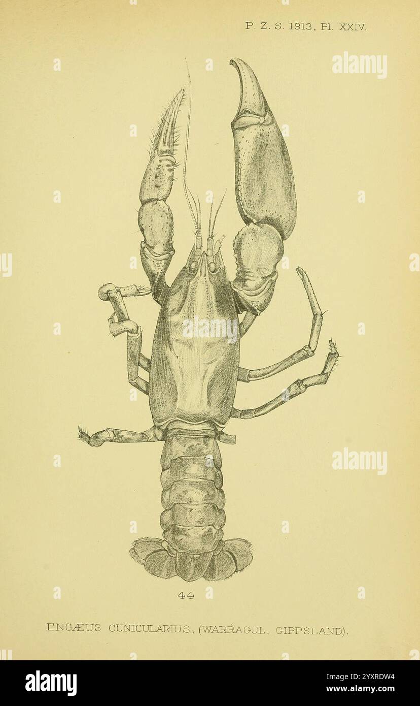 Proceedings of the Zoological Society of London, London, Academic Press Periodicals, Zoology, un'illustrazione dettagliata di un'aragosta, che mostra la sua anatomia distinta da una prospettiva dall'alto verso il basso. La creatura presenta antenne allungate e artigli ben curvi, rivelando le intricate texture del suo esoscheletro. La sua struttura segmentata e le gambe articolate sono chiaramente rappresentate, sottolineando la robusta struttura dell'aragosta. Sotto l'illustrazione, la nomenclatura scientifica identifica la specie come Engaeus cunicularius, insieme a note che indicano la posizione specifica di Gippsland. Questo illu Foto Stock