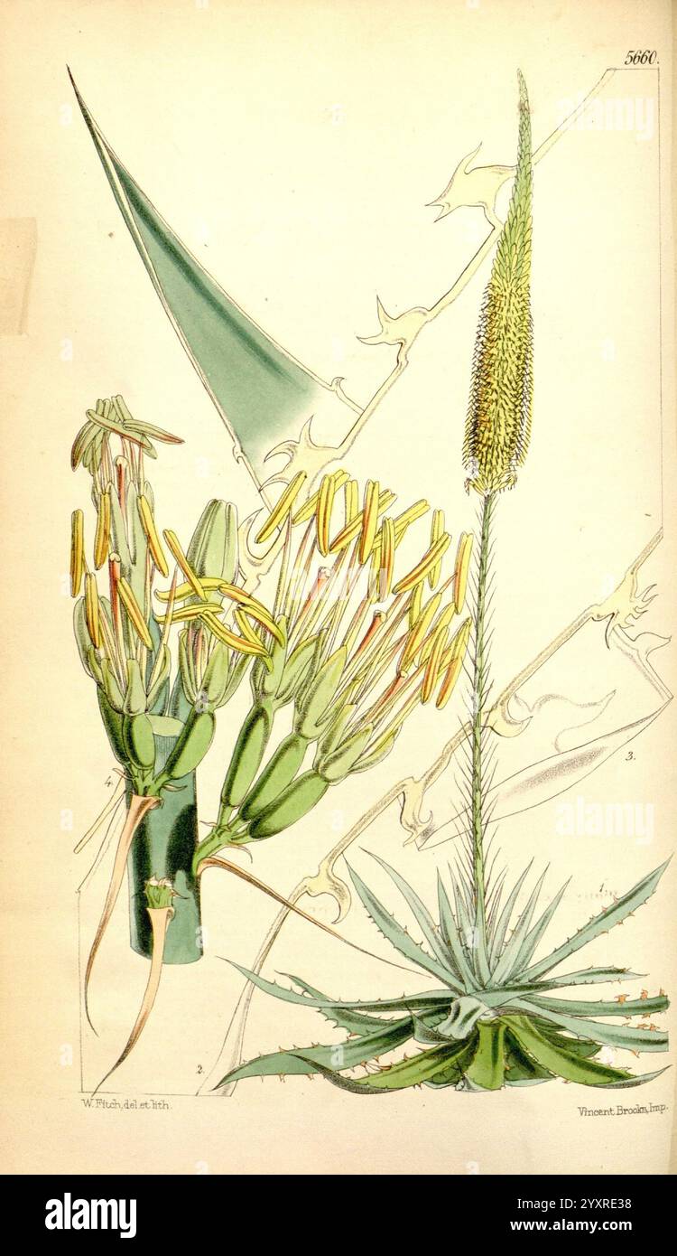 Curtis's Botanical Magazine, Londra, New York, illustrazione botanica, botanica, periodici, opere pittoriche, piante ornamentali, Curtis, questa rappresentazione artistica mostra uno studio botanico di una specie di aloe. A sinistra, un gruppo di fiori gialli allungati e tubolari emerge da una rosetta di foglie appuntite e succulente, che mostra dettagli intricati della loro struttura. Il lato destro presenta un'alta infiorescenza con punte di fiore allungate e ben compatte che gradualmente si conformano verso la parte superiore, creando un contrasto sorprendente con le foglie più larghe sottostanti. I contorni delicati e le annotazioni Foto Stock
