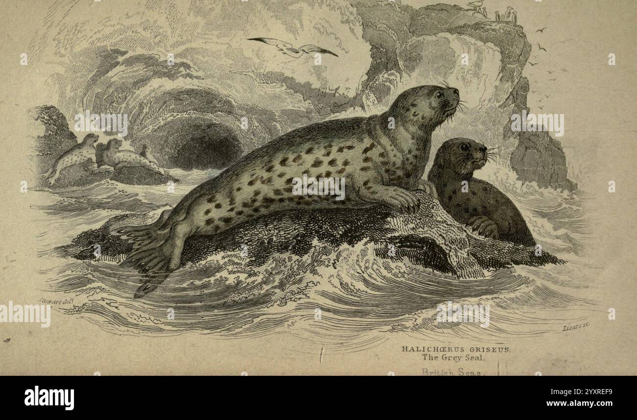 La biblioteca del naturalista. Edimburgo, W. H. Lizars, 1833-, uccelli, entomologia, pesci, ittiologia, mammalia, mammiferi, ornitologia, James Hope Stewart, Halichoerus grypus, foca grigia, Un paio di foche grigie si rilassano su un affioramento roccioso, i loro cappotti macchiati si mescolano nell'ambiente aspro. La foca più grande, posizionata in modo prominente, appare vigile e pronta, mentre la compagna più piccola guarda verso lo spettatore, trasmettendo un senso di curiosità. Sullo sfondo, onde turbolente si schiantano contro la riva e gli uccelli marini si possono vedere svettando sopra, dando vita alla scena costiera. Le formazioni rocciose e sw Foto Stock