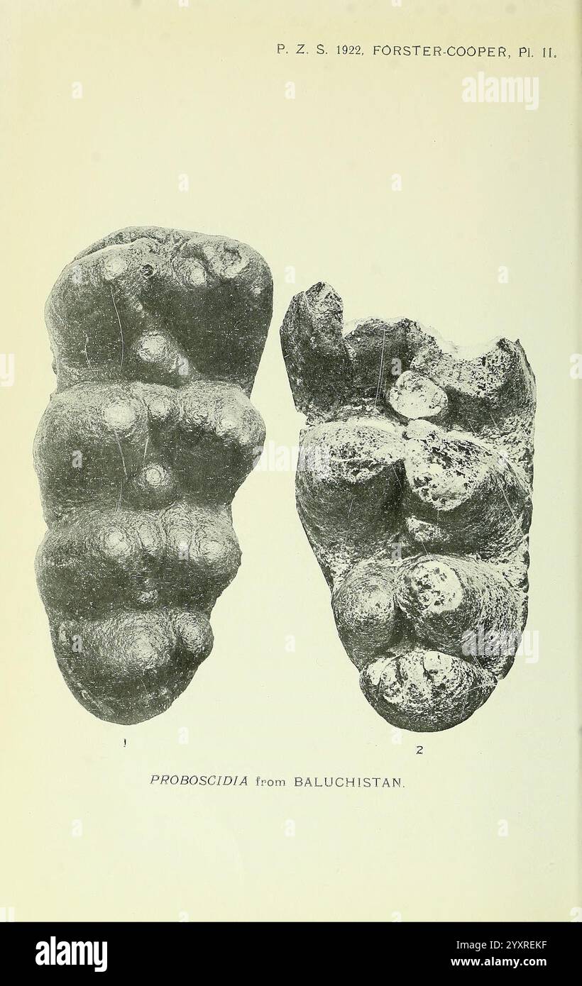 Proceedings of the Zoological Society of London, London, Academic Press, Zoology, periodici, l'illustrazione mostra due esemplari fossilizzati di Proboscidia, che si ritiene provengano dal Belucistan. Ogni esemplare presenta caratteristiche distinte che riflettono le caratteristiche morfologiche uniche di queste creature preistoriche. L'esemplare sinistro appare più arrotondato e robusto, mentre quello destro presenta una forma leggermente allungata, suggerendo una variazione all'interno della specie. Questi fossili forniscono preziose informazioni sull'anatomia e sulla storia evolutiva degli antichi elefanti e dei loro parenti. L'acco Foto Stock