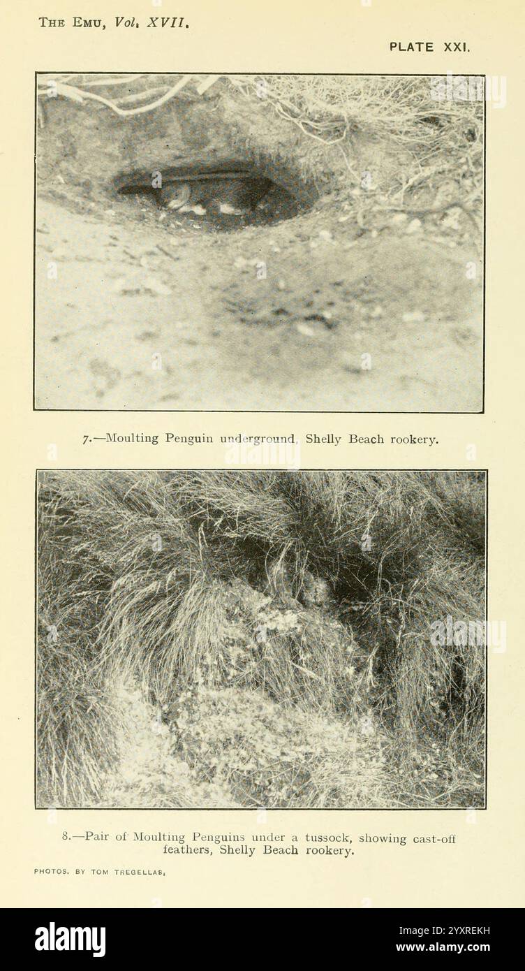 EMU, Melbourne, Royal Australasian Ornithologists Union, 1901, Australasia, Birds, Ornithology, periodici, la sezione superiore rivela una vista ravvicinata di un pinguino muta annidato in una tana, con il suo occhio parzialmente visibile, suggerendo un momento di riposo durante il suo processo di muta alla colonia di Shelly Beach. La sezione inferiore offre un'occhiata a due pinguini muti posizionati sotto un tussock, mostrando piume ritagliate che evidenziano gli aspetti unici del loro piumaggio durante questa fase di transizione. Questa documentazione visiva cattura l'ambiente intimo dei pinguini, che vivono in condizioni naturali Foto Stock