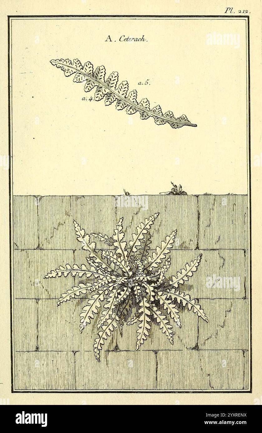 Les figures des plantes et animaux d'usage en medicine, Parigi, Desprez, 1764-1765, materia, medica, grafica, opere, l'illustrazione presenta due rappresentazioni distinte di una pianta identificata come "A. Catenasch". La sezione superiore mostra un'unica foglia allungata con una rappresentazione dettagliata della sua struttura lobata, che mostra gli intricati motivi e texture del fogliame. La sezione inferiore presenta una pianta robusta che cresce da una superficie di mattoni, con fronde multiple che irradiano verso l'esterno. L'orientamento delle fronde evidenzia la capacità della pianta di prosperare in un ambiente apparentemente inospitale Foto Stock