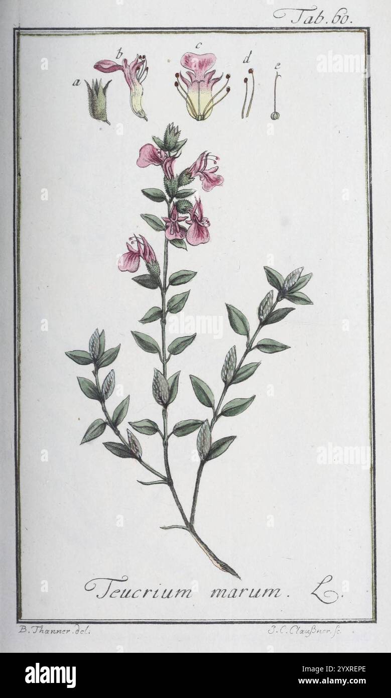 Icones Plantarum Medicinalium, Nürnberg, auf Kosten der Raspischen Buchhandlung, 1779-1790, botanica, medicina, opere pittoriche, un'illustrazione botanica che mostra il Teucrium marum L., comunemente noto come timo gatto. La descrizione dettagliata include la pianta fiorita, caratterizzata da delicati fiori rosa, steli verdi slanciati e foglie testurizzate. Sopra l'illustrazione principale, schizzi più piccoli indicano varie parti della pianta, come i boccioli di fiori e i singoli petali. Ogni elemento è accuratamente etichettato, riflettendo un'attenzione particolare all'anatomia e alle caratteristiche della pianta, aderendo allo stile o Foto Stock