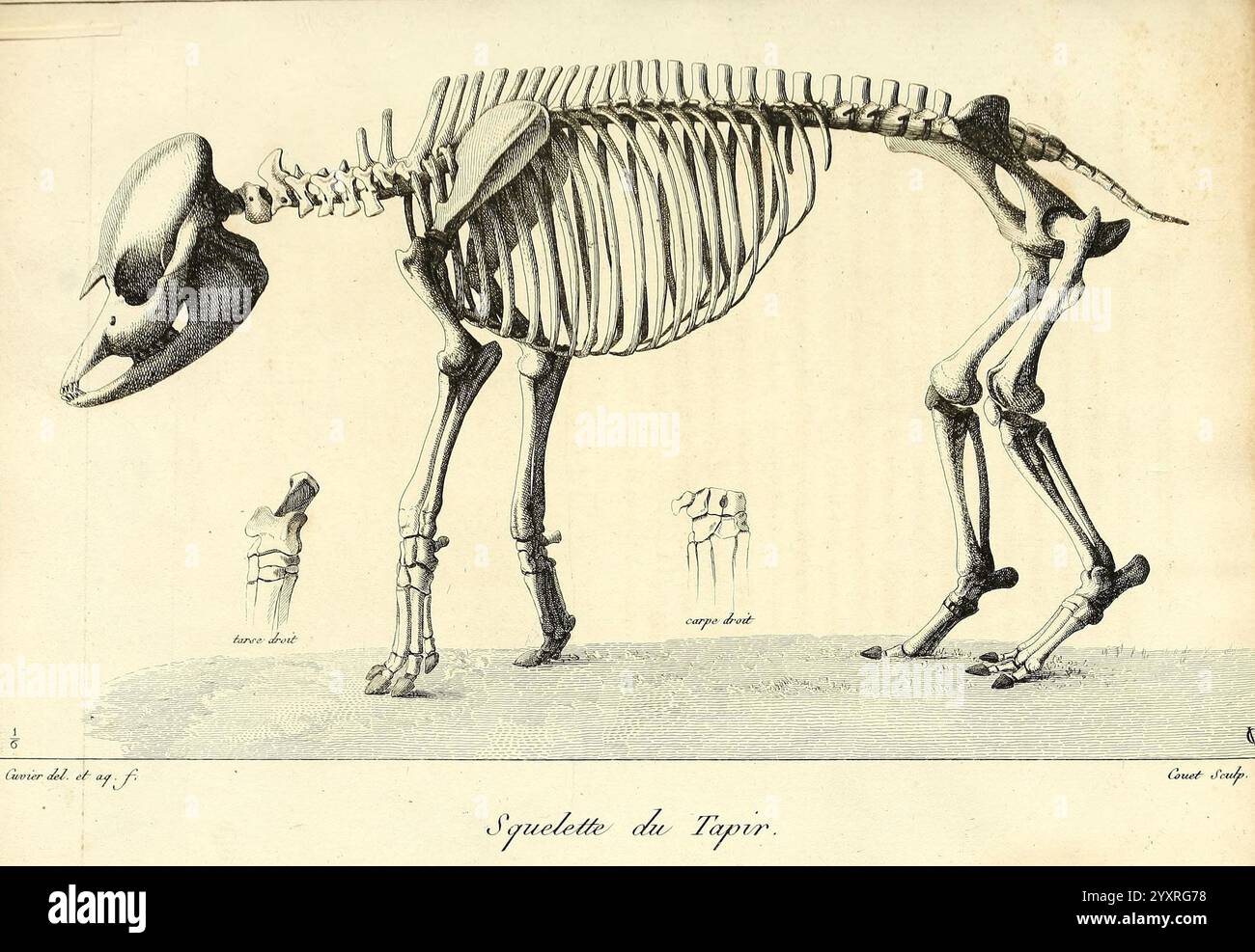 Recherches sur les ossemens fossiles de quadrupèdes, Parigi, Deterville, 1812, Francia, geologia, mammiferi, fossili, paleontologia, regione di Parigi, vertebrati, fossili, mammiferi, Un'illustrazione anatomica dettagliata mostra la struttura scheletrica di un grande mammifero, probabilmente una specie di balena. L'immagine mostra la colonna vertebrale allungata, la gabbia toracica prominente e gli arti simili a un flipper caratteristici degli animali acquatici. Le ossa sono meticolosamente delineate, evidenziando la forma e le proporzioni generali dello scheletro. Sullo sfondo, una figura umana si trova accanto allo scheletro per la scala, sottolineando la c Foto Stock