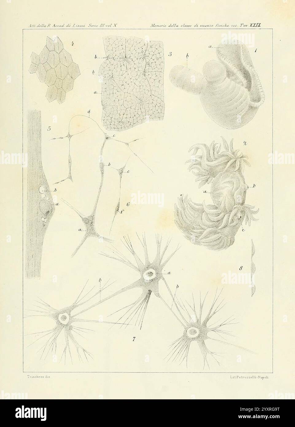 Æolididae famiglia affari Porto Genova Bologna tipi Gamberini Parmeggiani 1877-1881 Italia GENOVA Molluschi Olividae, l'illustrazione mostra varie strutture biologiche, probabilmente provenienti da uno studio scientifico di istologia o anatomia. Presenta un diagramma dettagliato etichettato Foto Stock
