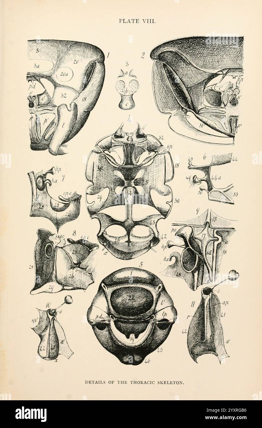 L'anatomia, la fisiologia, la morfologia e lo sviluppo della Blow-fly (Calliphora erythrocephala). London, pubblicato per l'autore da R. H. Porter, 1890-95, Blowflies, Woodshole., una piastra illustrata che mostra viste anatomiche dettagliate dello scheletro toracico. La composizione include più diagrammi etichettati che evidenziano ossa e strutture specifiche. Le caratteristiche principali includono vertebre toraciche, costole e componenti della gabbia toracica, consentendo una chiara comprensione dell'anatomia scheletrica. Ogni sezione è meticolosamente etichettata con lettere e numeri, facilitando il riferimento e lo studio della t Foto Stock