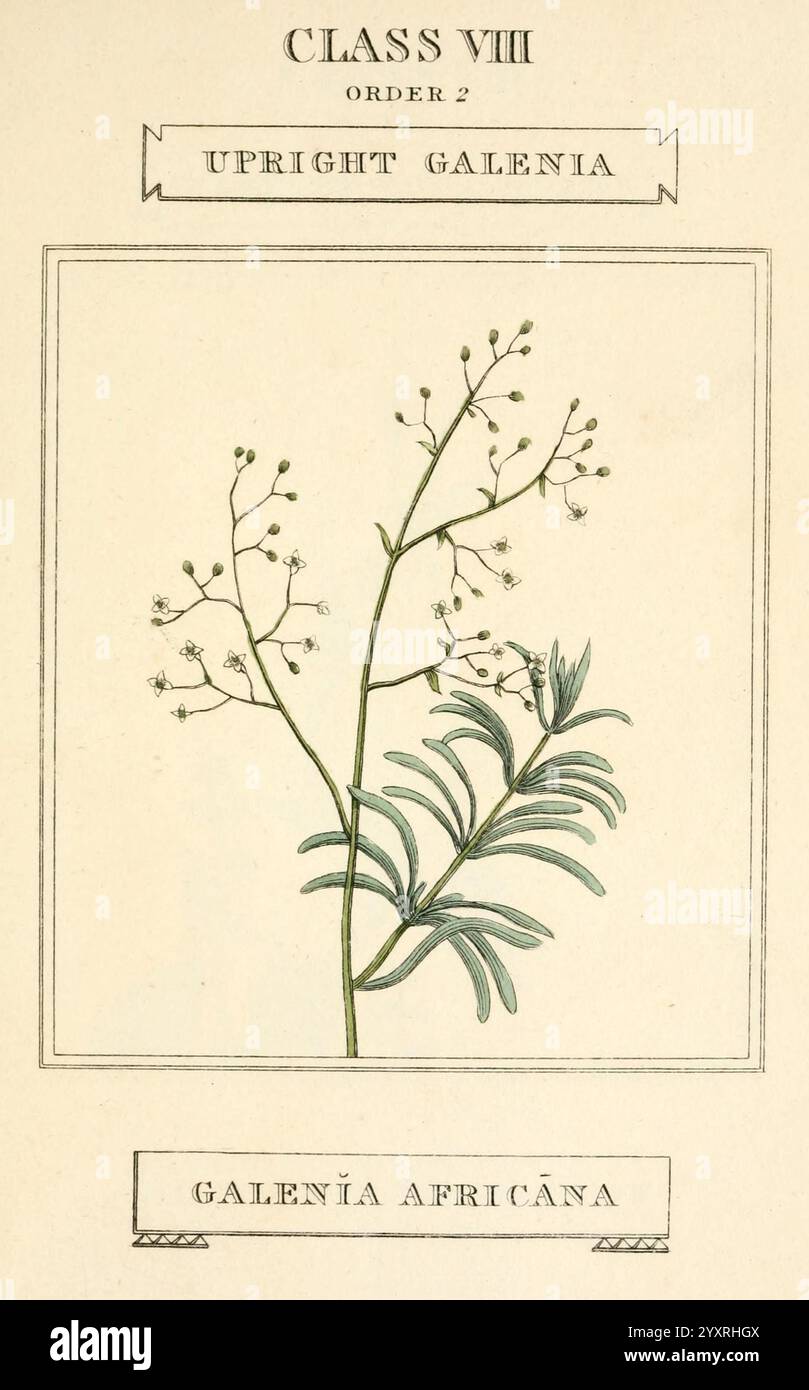 Elements of the Science of Botany, London, stampato da T. Bensley per J. Murray, 1812, piante, classificazione, opere pittoriche, un'illustrazione di una pianta classificata come ''Galenia verticale'' all'interno della ''Classe VIII, ordine 2''. La rappresentazione presenta delicati steli sottili adornati da piccoli fiori bianchi e foglie finemente divise. Il nome botanico visualizzato in basso lo identifica come ''Galenia Africana ', suggerendo la sua origine e classificazione nel regno vegetale. La composizione generale enfatizza i dettagli intricati della pianta, mostrando la sua eleganza naturale e botan Foto Stock