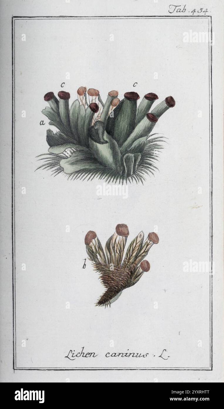 Icones plantarum medicalium, Nürnberg, auf Kosten der Raspischen Buchhandlung, 1779-1790, botanica, medicina, opere pittoriche, l'illustrazione presenta due tipi di lichene identificati come ''Lichen caninus''. La sezione superiore mostra un gruppo di strutture cilindriche verticali che assomigliano ai funghi, con cime bulbose in tonalità che suggeriscono una gradazione di colore. Queste strutture sono mostrate circondate da ciuffi di fogliame verde, enfatizzando il loro habitat naturale. La sezione inferiore presenta una forma diversa, caratterizzata da una disposizione estesa delle stesse forme cilindriche, ma disposta in modo più dolce Foto Stock