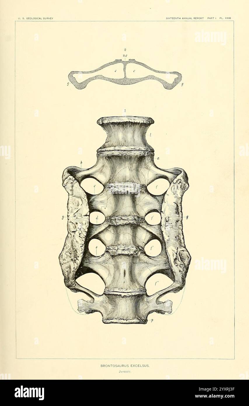 I dinosauri del Nord America, Washington, Govt. Print, 1896, dinosauri, questa illustrazione presenta uno studio anatomico dettagliato di una vertebra di una specie sconosciuta, mostrando la sua complessa struttura. Il focus centrale è sul corpo vertebrale, che è circondato da una serie di foramina che consentono il passaggio dei nervi spinali. L'etichettatura dettagliata indica diverse parti dell'anatomia vertebrale, compresi i processi spinosi e trasversali, essenziali per l'adesione e il supporto muscolare. Il design complessivo evidenzia la complessità e l'unicità di questa vertebra, Foto Stock