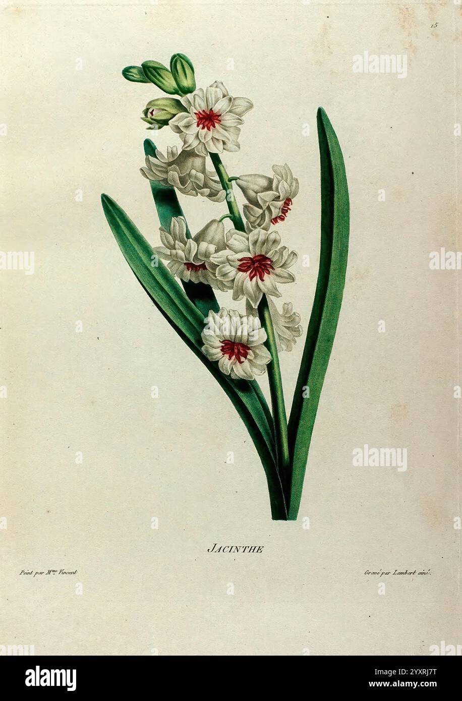 E?tudes de fleurs et de Fruits, Paris, Chez Bance ai?ne?, MD d'Etampes, [1820?]., un'illustrazione splendidamente resa di una pianta in fiore, che mostra delicati fiori bianchi con intricati contrassegni rossi al centro. Le sottili foglie verdi allungate creano un contrasto sorprendente con i fiori, accentuandone l'eleganza. Questa rappresentazione botanica mette in risalto le texture e le forme dettagliate dei petali e delle foglie, sottolineando l'intricata bellezza della natura. La pianta è intitolata "Alicant", suggerendo la sua identità unica all'interno del mondo botanico. Foto Stock