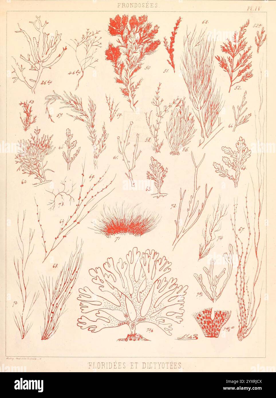 Plantes Marines de la Charente-Inférieure, Atlas, la Rochelle, 1860., Una raccolta di intricate illustrazioni che mostrano varie specie di flora marina, in particolare le alghe rosse e le alghe marine. Ogni campione è minuziosamente dettagliato, evidenziando caratteristiche uniche come pattern di diramazione, texture e forme. Le illustrazioni sono accompagnate da etichette numeriche di identificazione, con la disposizione che riflette la diversità di tali piante acquatiche. Il display include fronde delicate e strutture più robuste, che mostrano la bellezza e la complessità degli ecosistemi subacquei. Foto Stock