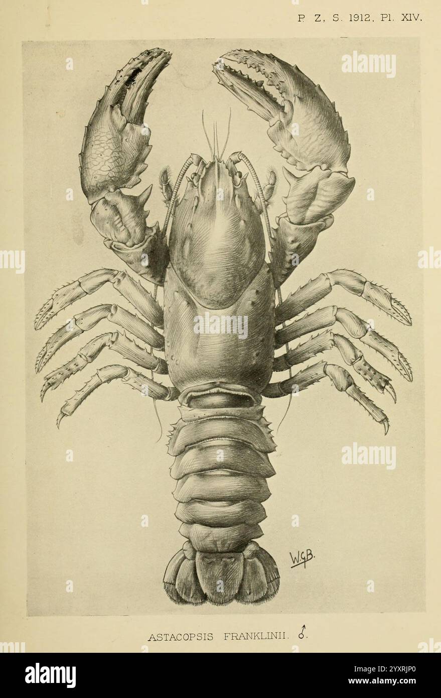 Proceedings of the Zoological Society of London, London, Academic Press, periodici Zoology Lobster, Un'illustrazione dettagliata di un'aragosta, in particolare la specie Astacopsis franklinii. La rappresentazione mostra gli artigli prominenti dell'aragosta, il corpo segmentato e le gambe multiple, evidenziando l'anatomia intricata e le texture del suo esoscheletro. L'opera enfatizza la forma robusta e le caratteristiche distintive dell'aragosta, contribuendo alla sua rappresentazione come un crostaceo marino notevole. Foto Stock