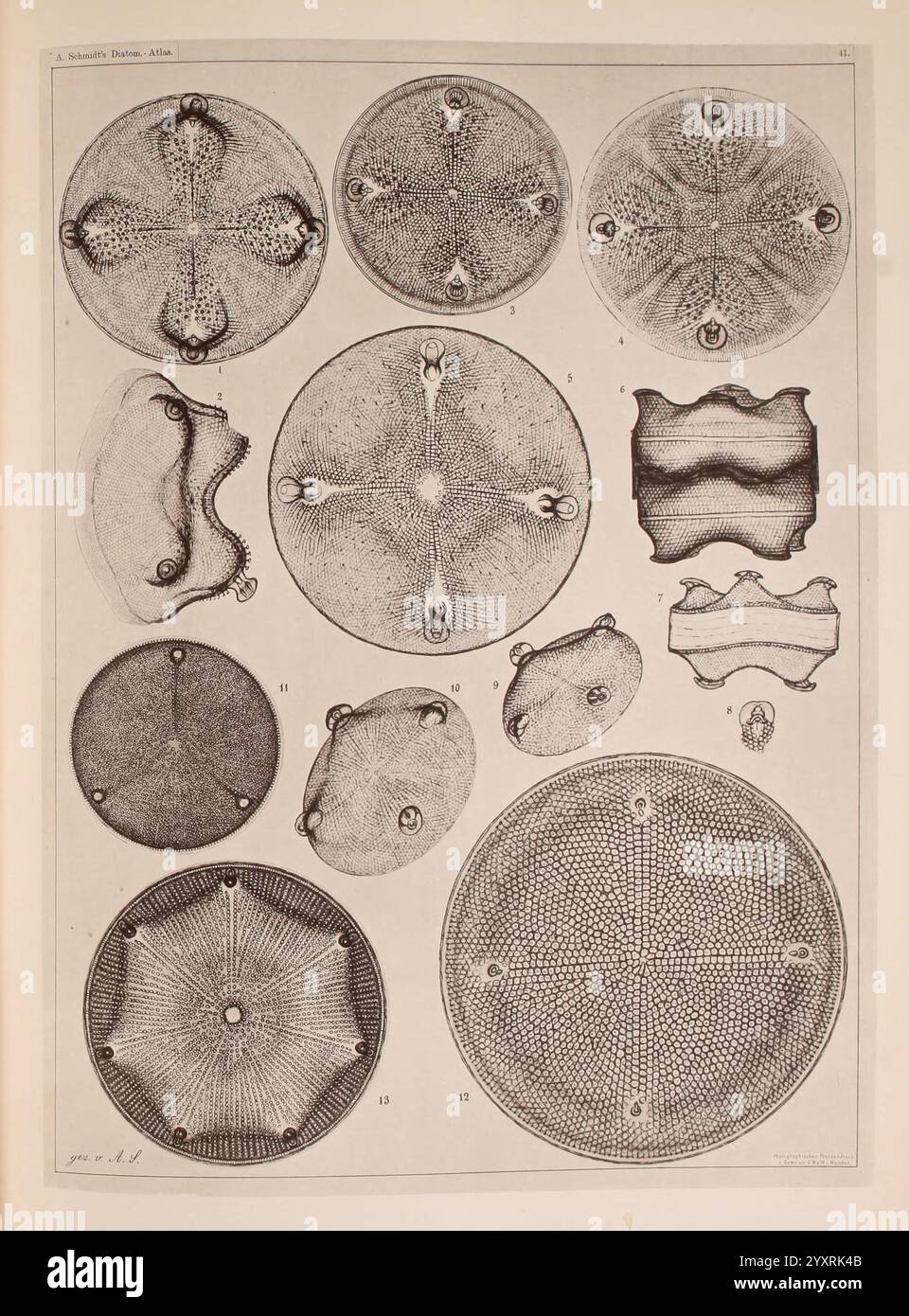 Atlas der Diatomaceen-Kunde, Lipsia, R. Reisland, 1874-1819, atlanti, Bacillariophyceae, l'esposizione presenta un'intricata disposizione di vari organismi microscopici o diatomee, ciascuno raffigurato con minuziosi dettagli. Queste illustrazioni mostrano una serie di motivi geometrici e texture, evidenziando le diverse forme e forme degli esemplari. Ogni sezione distinta è etichettata con numeri che indicano una classificazione o un riferimento, a dimostrazione della complessità e della bellezza di queste forme di vita minuscole. L'opera funge sia da studio scientifico che da rappresentazione estetica del micro Foto Stock