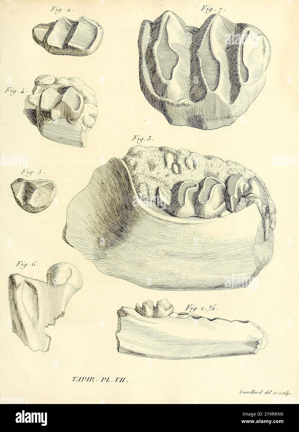 Recherches sur les ossemens fossiles de quadrupèdes Paris, Deterville, 1812 France Geology Mammal Fossil Paleontology regione di Parigi Vertebrate Fossil Mammal, l'illustrazione mostra una serie di disegni anatomici dettagliati di varie strutture dentali e denti potenzialmente fossilizzati. Ogni figura è etichettata numericamente, fornendo un riferimento per i diversi campioni. I disegni raffigurano forme e contorni intricati di molari e altri denti, evidenziando caratteristiche uniche come creste, cuspidi e morfologia generale. La precisione nelle illustrazioni suggerisce uno studio scientifico del dentista Foto Stock