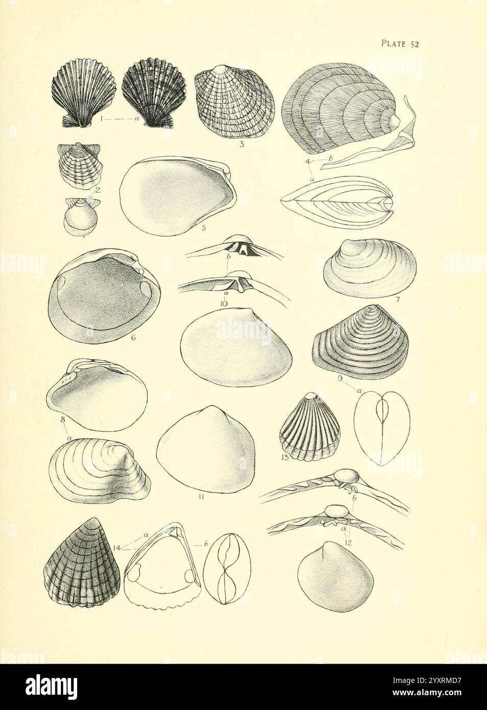 Manual of the New Zealand Mollusca, Wellington, N. Z, J. Mackay, Govt. Stampante, 1913-1915, nuova Zelanda, Mollusks, Pecten transenna, Modiolarca Capusilla, Canadelta, Modiolarca Acrobeles, Lima Sydneyensis, Modiolarca Smithi, Crassatellites obesus, specie della nuova Zelanda, Perrierina Taxodonta, Pecten Dichrous, Cyamiomactra Problematica, Canacarditelloides, Pecten Aviculoides, Modiolarca Tasmanica, tassonomia: trinomiale = Cyamiomactra Problematica truncata, Un'illustrazione dettagliata che mostra una varietà di tipi di conchiglie, disposte in due colonne. Gli esemplari comprendono conchiglie di diverse forme e dimensioni, con alcune Foto Stock