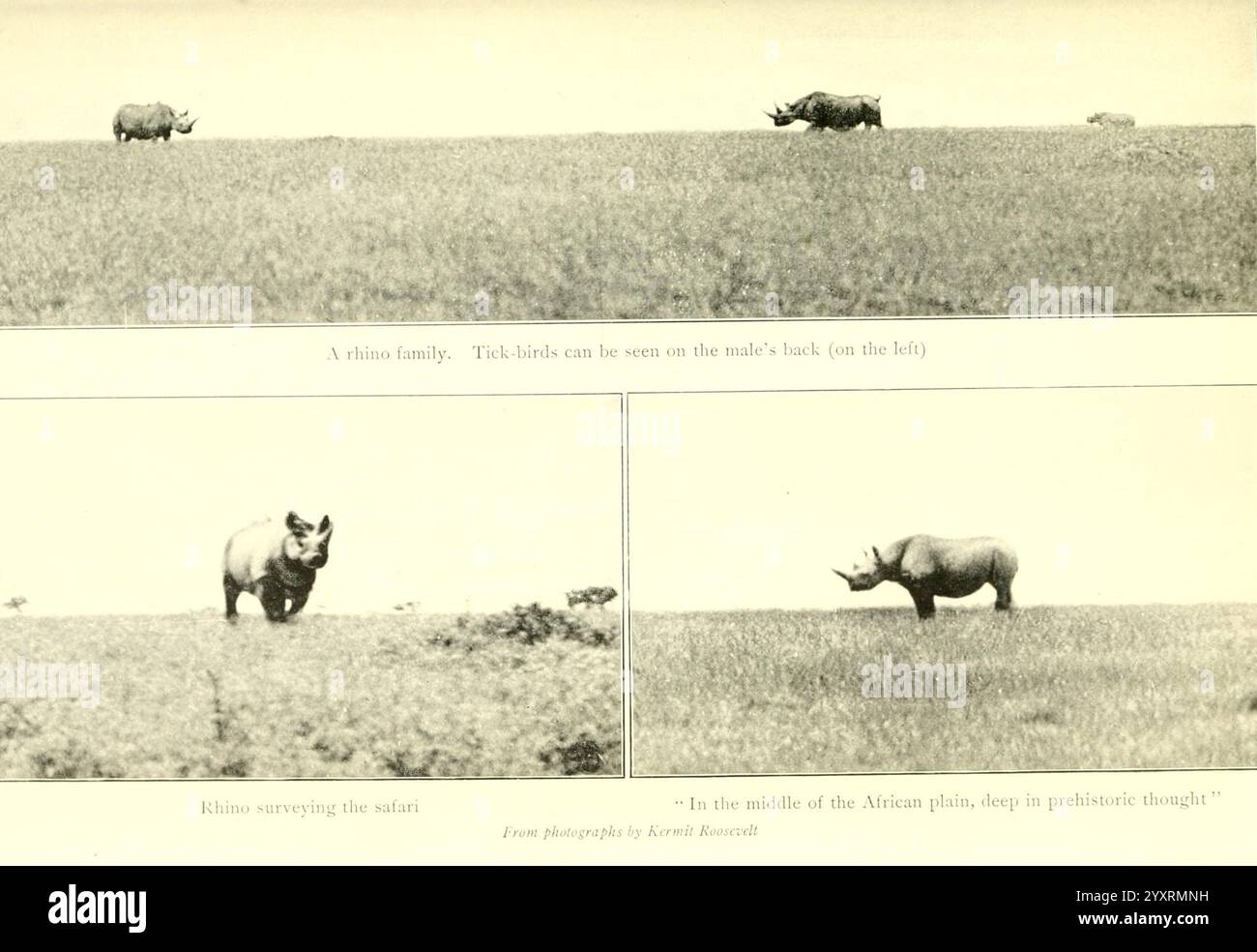 Africano, selvaggina, sentieri, Londra, John, Murray, 1910 anni, caccia, Uganda, descrizione, e, viaggi, tassonomia: Family= Rhinocerotidae, Africa, Est, Kermit, Roosevelt, artista, la scena mostra una serie di tre pannelli che mostrano un paesaggio diviso in praterie. Il primo pannello presenta due grandi animali, che probabilmente pascolano o riposano vicini l'uno all'altro, adagiati su un ampio sfondo di terreno aperto. Il secondo pannello ingrandisce un singolo animale, che sembra focalizzato sull'ambiente circostante o sul pascolo, attirando l'attenzione sulla sua forma e postura. Il terzo pannello fornisce una visione più chiara di un dif Foto Stock