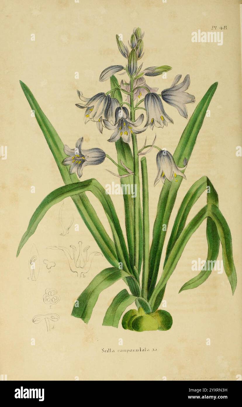 Annales de la Société royale d'agriculture et de botanique de Gand, Gand, Société royale d'agriculture et de botanique, 1845-1849, botanica, orticoltura, società, fiori, scilla campanulata, l'illustrazione presenta una rappresentazione splendidamente dettagliata della pianta conosciuta come Stellaria campanulata, comunemente indicata come il campanulato o starwort. Il fiore fiorito presenta delicati petali a forma di campana che sono delicatamente contrassegnati, disposti in gruppi su sottili steli verdi. Lunghe foglie ad arco circondano la base, contribuendo all'eleganza generale della composizione. Schizzi aggiuntivi di TH Foto Stock
