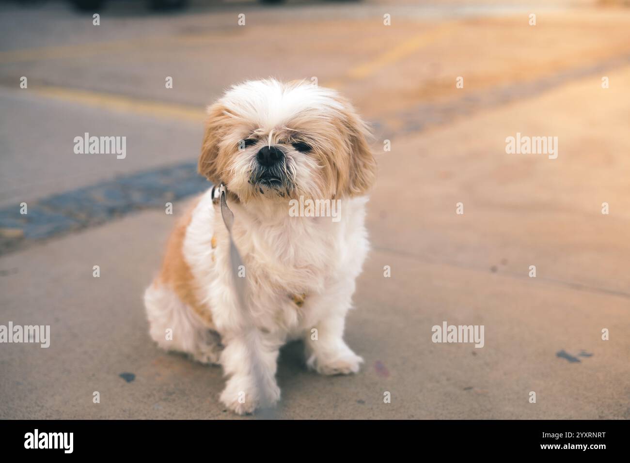 Un piccolo cane Shih Tzu bianco e marrone è seduto a terra. Il cane sta guardando la telecamera. Concetto di animali domestici. Foto Stock