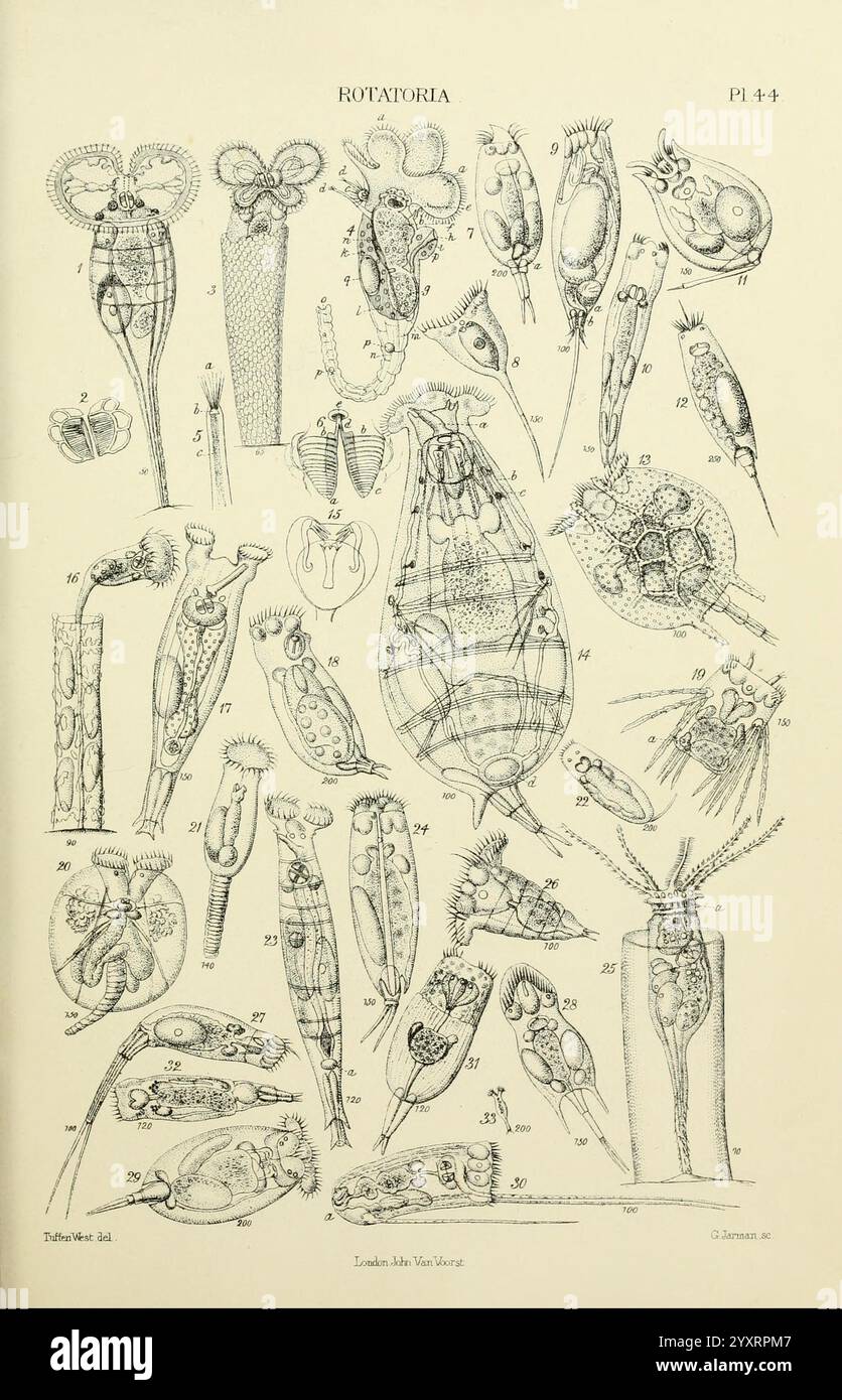 Il, micrografico, dizionario, Londra, J, Van, Voorst, 1883, dizionari, microscopi, microscopia, naturale, storia, questa illustrazione dettagliata mostra varie specie all'interno del phylum Rotifera, comunemente indicato come rotifer. L'opera presenta numerose figure etichettate, ognuna delle quali rappresenta tipi distinti di rotifer con strutture anatomiche complesse. Questi organismi microscopici sono raffigurati in diverse posizioni, evidenziando le loro caratteristiche uniche come cilia, apparato di alimentazione e strutture riproduttive. La disposizione consente un confronto completo dei differeni morfologici Foto Stock