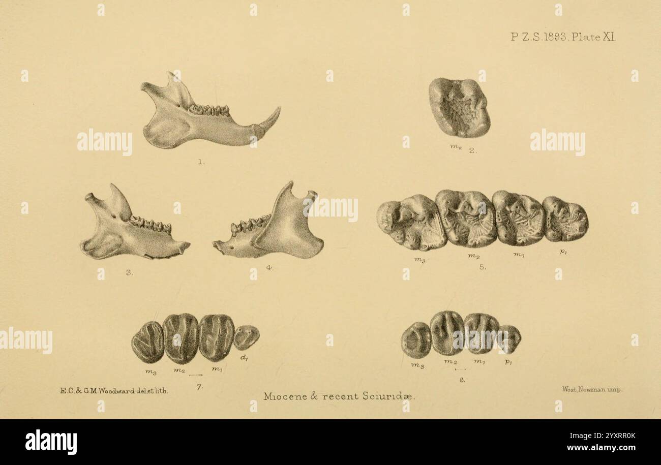 Proceedings of the Zoological Society of London, London, Academic Press Periodicals, Zoology, l'illustrazione mostra una serie di esemplari dentali, concentrandosi principalmente su vari tipi di denti e strutture mascellari. Nella parte superiore sono posizionati due profili delle ganasce etichettati per l'identificazione, con rappresentazioni dettagliate di molari, premolari e incisori sotto di essi. Gli esemplari evidenziano le differenze nelle forme e nelle dimensioni dei denti, illustrando gli adattamenti evolutivi tra le specie. La disposizione e l'etichettatura di ciascun campione forniscono un chiaro confronto visivo, mettendo in evidenza i denti di diversi mammiferi Foto Stock