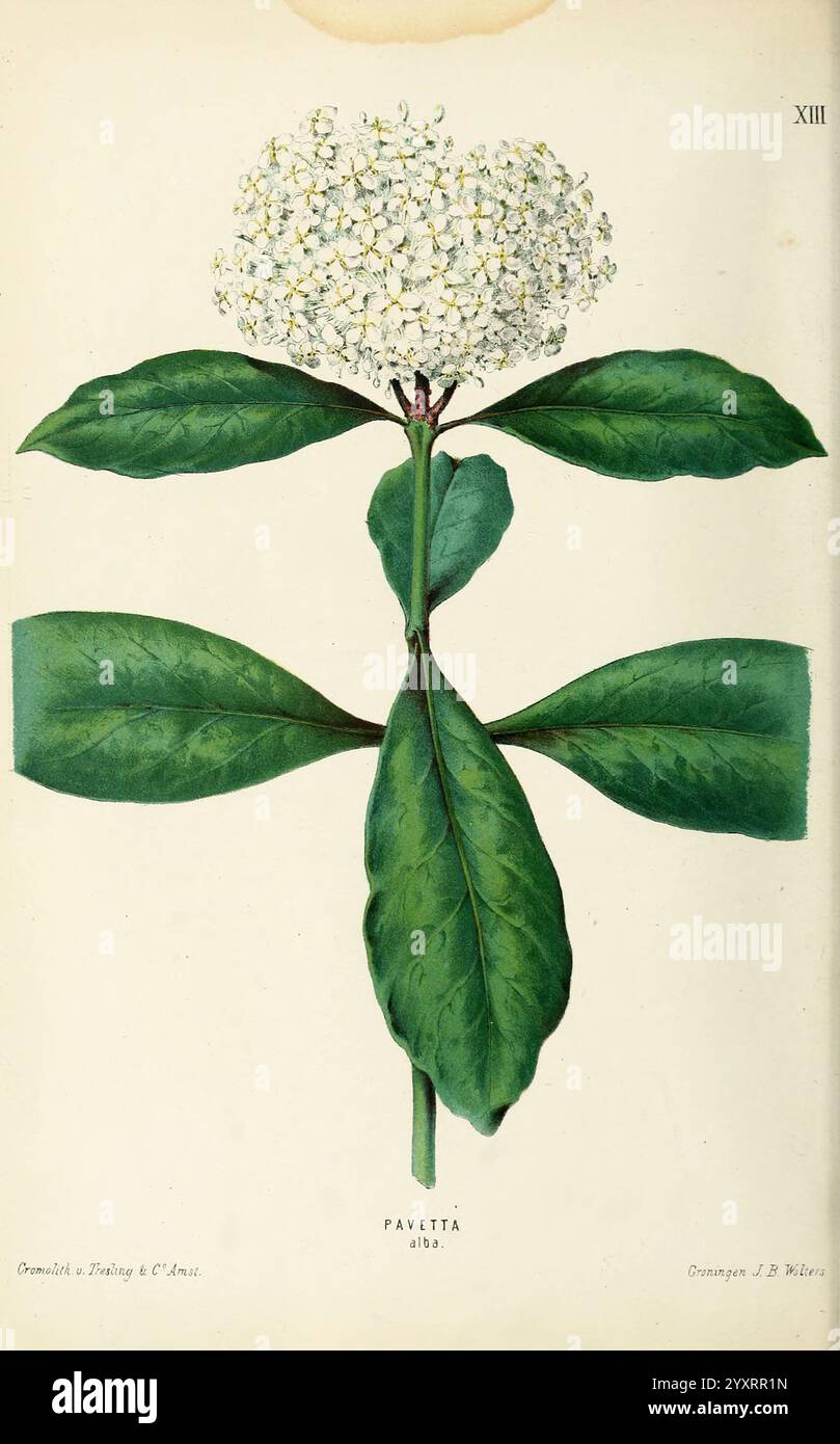 Neerland's Plantentuin Groningen, J. Wolters, 1865-1867, botanica, Paesi Bassi, opere pittoriche, piante, ornamentali, Università dell'Illinois, Urbana, Champaign, Pavetta indica, questa opera d'arte presenta un'illustrazione botanica di una pianta in fiore, che mostra un gruppo di delicati fiori bianchi in cima a un robusto stelo verde. Le foglie sono larghe, lucide e simmetriche, fornendo un contrasto vibrante con i petali morbidi. La pianta è etichettata con "Pavetta", che indica il suo nome scientifico. La composizione enfatizza sia la complessità dei fiori che la ricca consistenza del fogliame, catturando l'essenza di Foto Stock