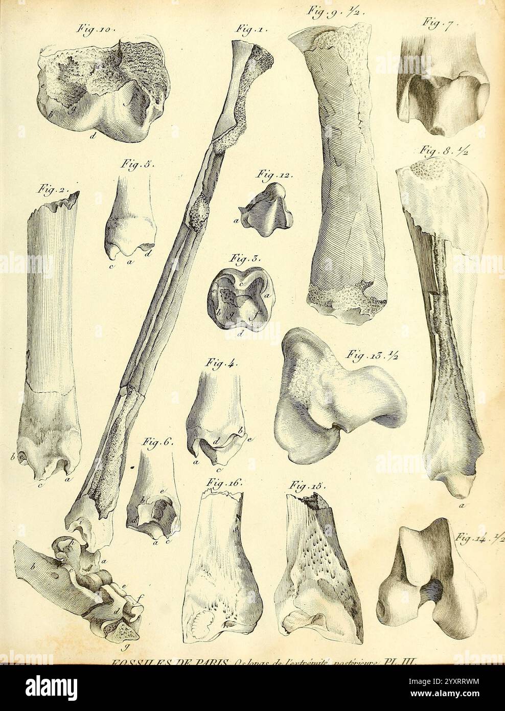 Recherches sur les ossemens fossiles de quadrupèdes, Parigi, Deterville, 1812, Francia, Paleontologia, Geologia, regione di Parigi, fossili di mammiferi, fossili di vertebrati, Fossil Stories, Una raccolta dettagliata di rappresentazioni anatomiche illustrate di ossa, che mostrano varie strutture scheletriche e dettagli. Le immagini includono diversi tipi di ossa, come ossa lunghe, superfici articolari e aree con trama, numerate come riferimento. Ogni figura sottolinea caratteristiche uniche, evidenziando aspetti come forma, forma e potenziali punti di connessione, contribuendo alla comprensione generale dell'uomo o dell'animale Foto Stock