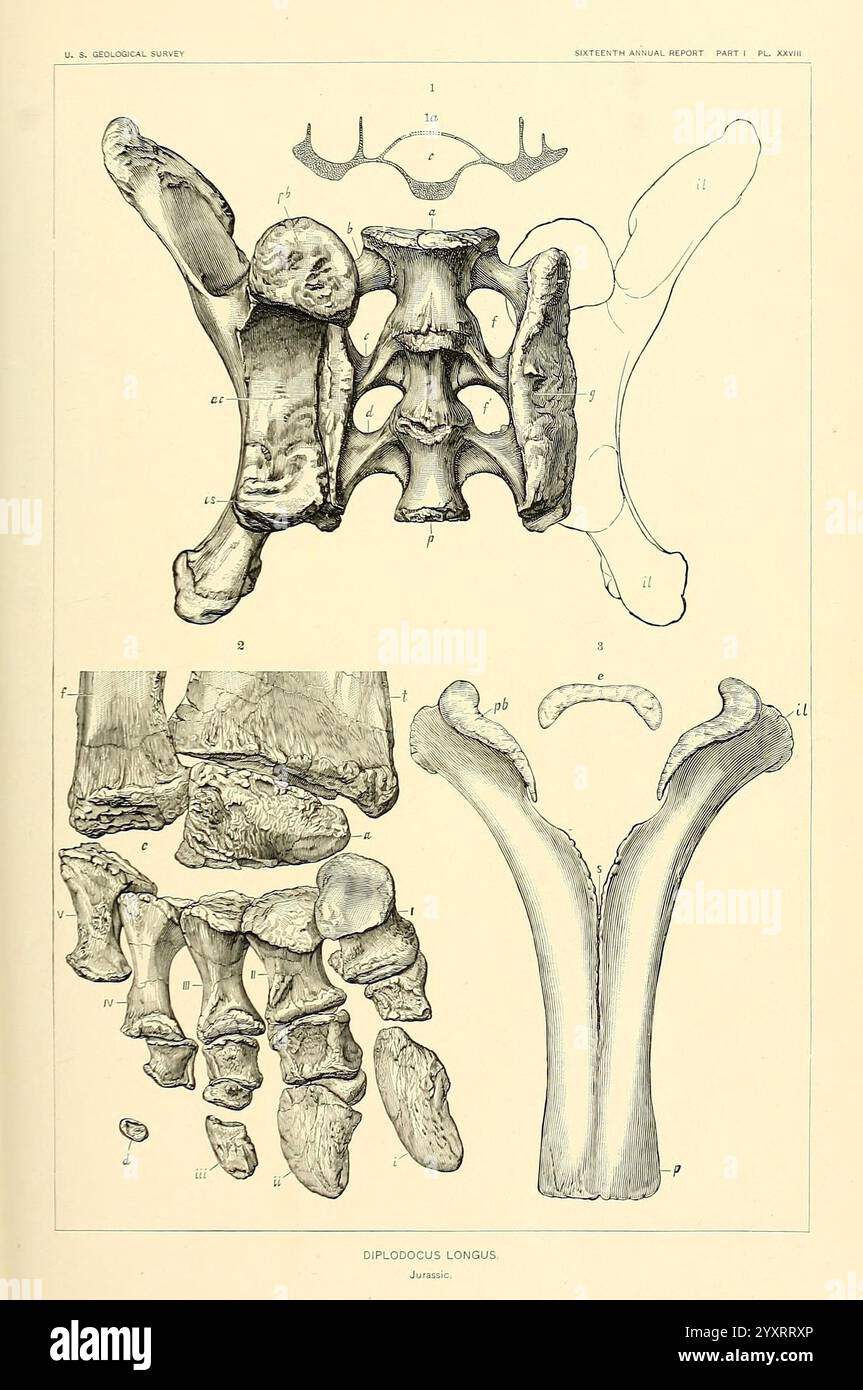 I dinosauri del Nord America, Washington, Govt. Stampa, 1896, dinosauri, l'illustrazione mostra una rappresentazione scientifica dettagliata delle strutture vertebrali con un focus sul ''Diplodocus longus''. Presenta parti anatomiche etichettate, che mostrano varie vertebre da più prospettive, evidenziandone forme complesse e interconnessioni. Ogni parte è disegnata meticolosamente, rivelando caratteristiche chiave come l'arco neurale, i processi trasversali e altri dettagli anatomici notevoli essenziali per comprendere la struttura scheletrica di questa creatura preistorica. L'etichettatura chiara aiuta Foto Stock