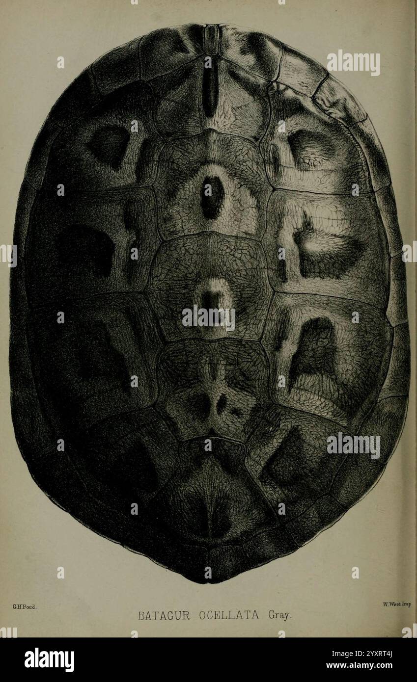 Proceedings of the Zoological Society of London, 1856, London, Academic Press, London, periodici, zoologia, Londra, questa dettagliata rappresentazione mostra il carapace della Batagur ocellata, comunemente conosciuta come la tartaruga maculata. Gli intricati motivi e texture del guscio sono evidenziati, sottolineando i segni e le forme uniche che caratterizzano questa specie. La disposizione delle scute, o placche ossee esterne, è chiaramente visibile, offrendo una visione dell'anatomia della tartaruga. L'illustrazione funge da rappresentazione educativa, contribuendo alla comprensione della biodiversità e Foto Stock