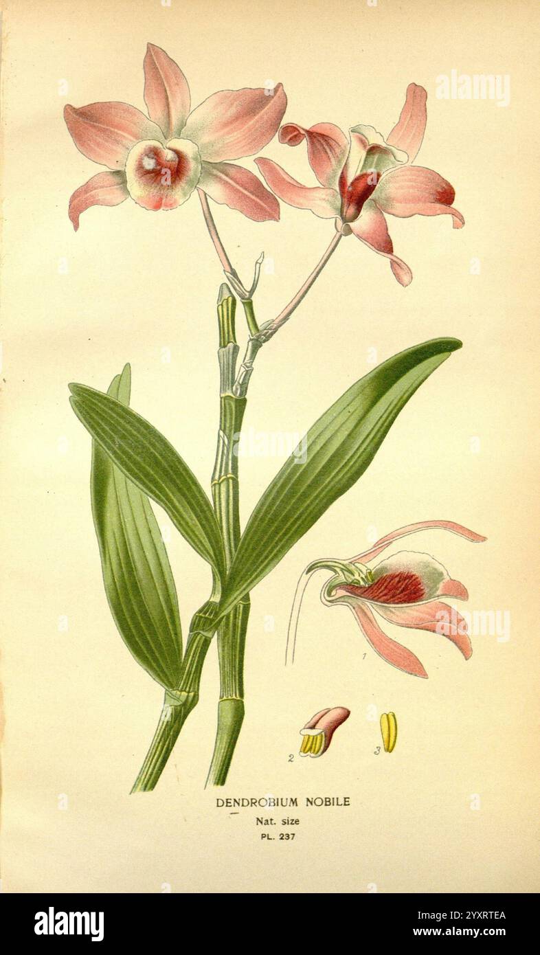 Preferito, fiori, di, giardino, e Greenhouse, Londra e, New York, Frederick, Warne, &, co, 1896-97, Francia, xix secolo, iconi, floricoltura, cromolitografia, piante, ornamentali, Un'illustrazione botanica che mostra l'orchidea Dendrobium nobile, caratterizzata dai suoi delicati fiori rosa, che presentano un prominente labbro rosso centrale. La pianta è raffigurata con foglie verdi allungate che forniscono uno sfondo lussureggiante ai fiori. Ad accompagnare l'immagine principale sono raffigurazioni dettagliate delle parti del fiore, tra cui stallo e polline, migliorando la comprensione della sua complessa struttura Foto Stock