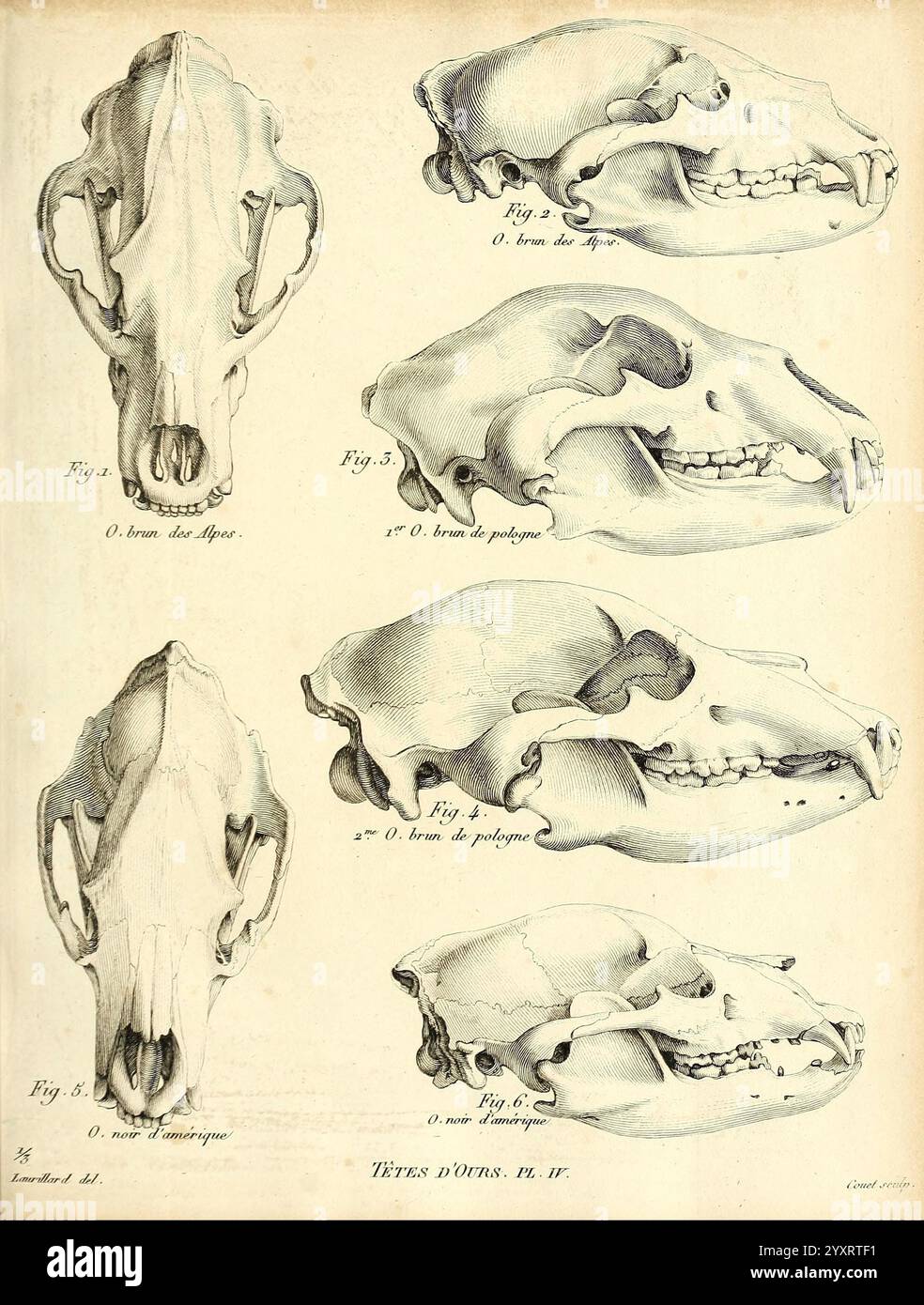 Recherches sur les ossemens fossiles de quadrupèdes Paris, Deterville, 1812, Francia, Geologia, fossili di mammiferi, Paleontologia, regione di Parigi, fossili di vertebrati, l'illustrazione mostra una serie di rappresentazioni anatomiche di crani di animali, evidenziando varie specie o tipi. Ogni cranio viene visualizzato da angolazioni diverse, fornendo una visione completa delle strutture uniche. L'opera è etichettata metodicamente con figure che indicano la loro rispettiva identificazione. Questo studio dettagliato serve come riferimento educativo, sottolineando la diversità nella morfologia del cranio in tutta la specime Foto Stock