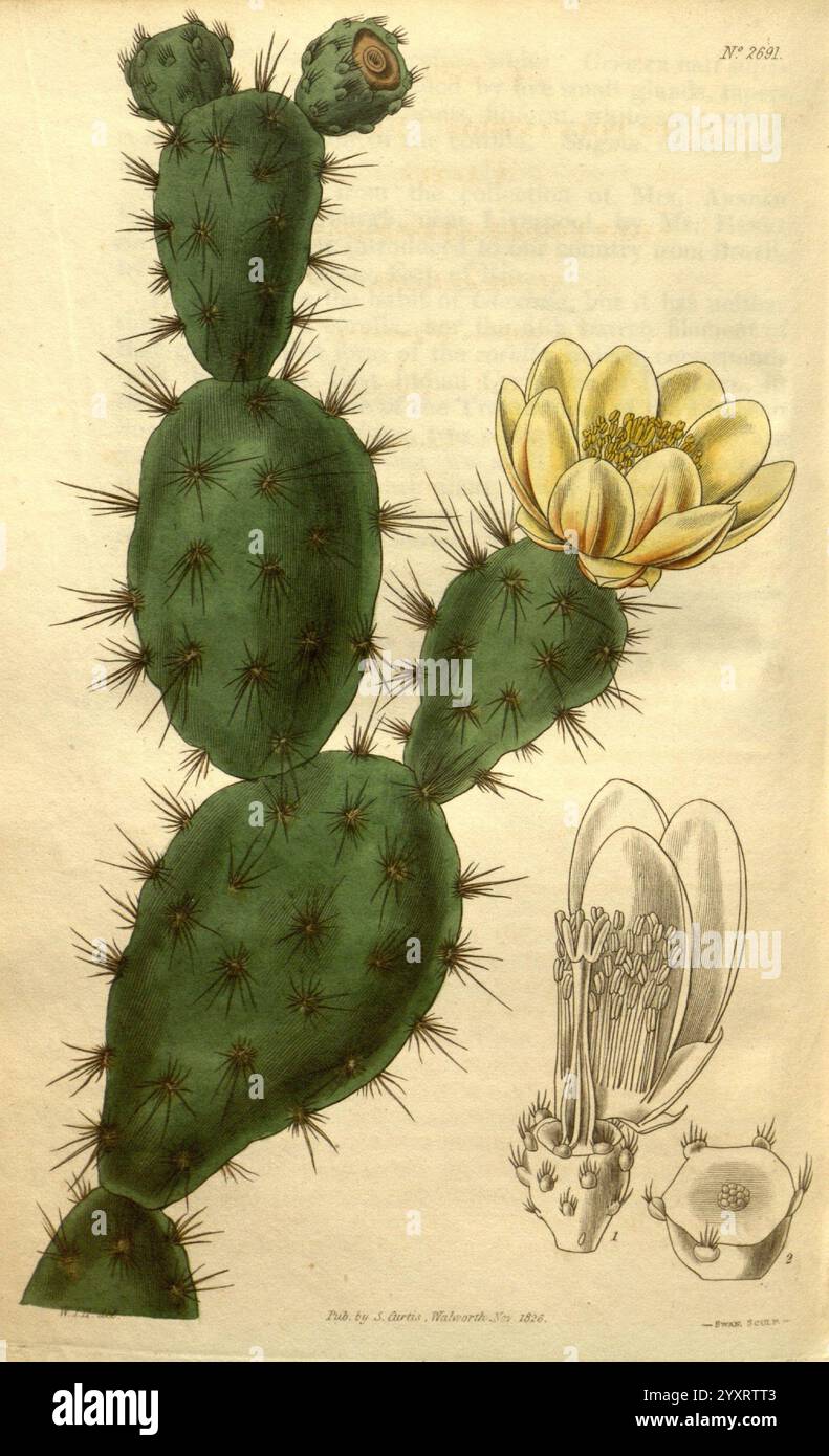 Curtis's Botanical Magazine, Londra, New York, illustrazione botanica, botanica, periodici, opere pittoriche, piante ornamentali, Curtis, cactus, Cactaceae, pianta, l'illustrazione presenta un cactus prominente con una forma cilindrica alta e spine multiple sporgenti dalla sua superficie. In cima al cactus, i piccoli boccioli stanno cominciando a fiorire, indicando una nuova crescita. Un unico grande fiore, caratterizzato dai suoi ampi petali giallo pallido e da un gruppo centrale di vivaci stami, fiorisce maestosamente da una delle pastiglie di cactus. I cactus principali sono accompagnati da rendering più piccoli che forniscono Foto Stock