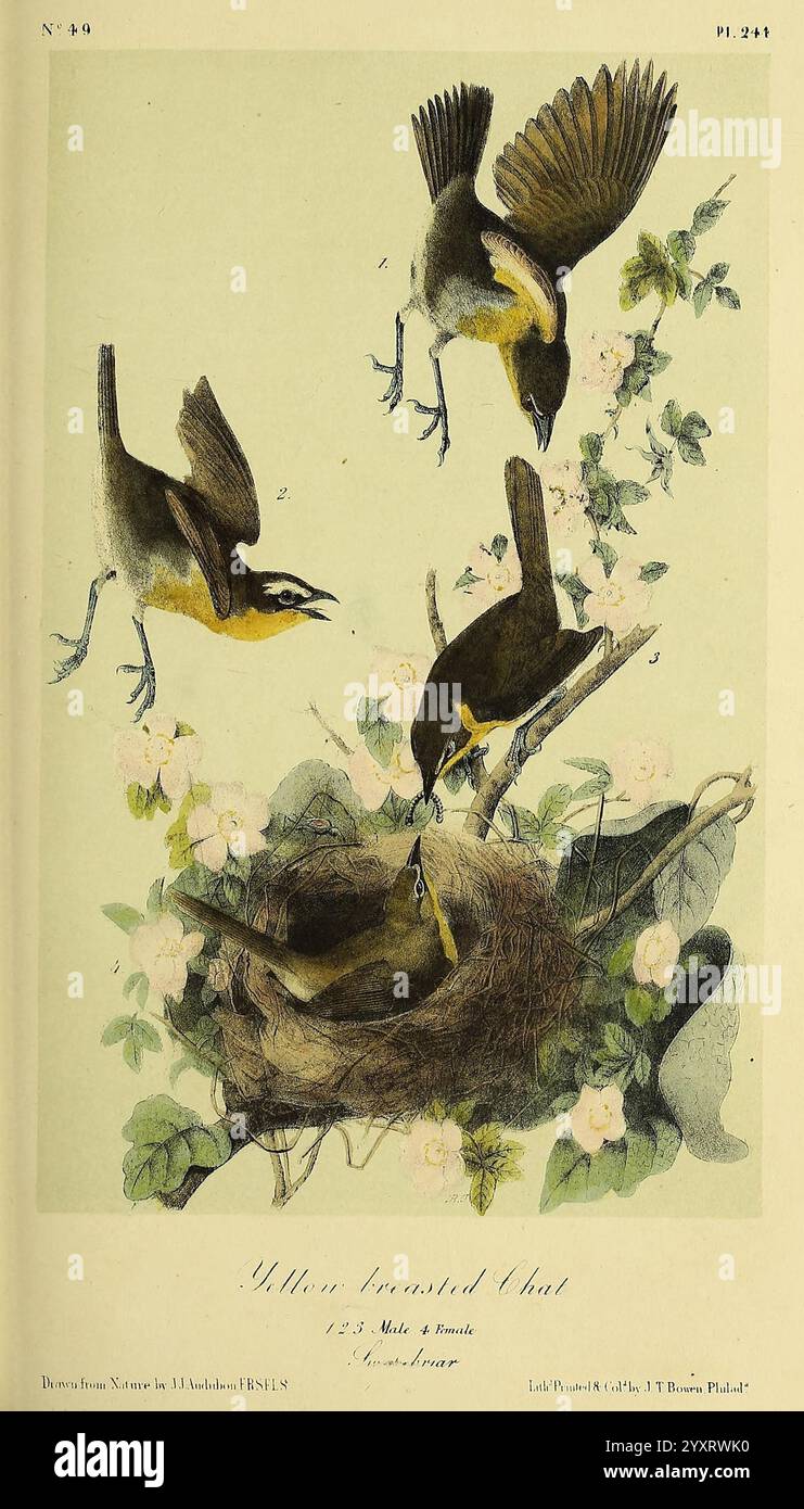 The Birds of America New York G.R. Lockwood 1871 c1839 Birds North America opere pittoriche, la scena cattura un momento dinamico con tre uccelli dal petto giallo, probabilmente una rappresentazione di una specie specifica. Due degli uccelli sono raffigurati a mezz'aria, dando un senso di movimento e azione, mentre il terzo è immerso in un accogliente nido pieno di delicati ramoscelli e materiali morbidi. Il nido e' adornato da fiori in fiore, creando un ambiente lussureggiante e vibrante. La composizione enfatizza l'aspetto nutriente della natura, poiché un uccello sembra nutrire i suoi giovani, mettendo in risalto i temi della cura Foto Stock