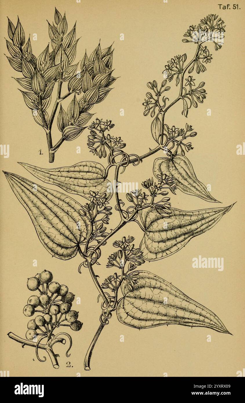 Die Pflanzenwelt Dalmatiens, Lipsia, W. Klinkhardt, 1911, Croazia, Dalmazia, piante, l'illustrazione mostra due elementi botanici distinti. Il primo elemento presenta un ramo a foglia con foglie allungate e raggruppate, identificate come numero 1. Sotto di esso, il secondo elemento raffigura uno stelo fiorito con cialde di semi prominenti e gonfiate, che mostrano fiori delicati lungo la sua lunghezza. La parte inferiore, numerata 2, mostra un gruppo di piccoli frutti rotondi, sottolineando le caratteristiche riproduttive della pianta. Questa composizione mette in risalto i dettagli intricati di queste strutture botaniche, presentandoti Foto Stock