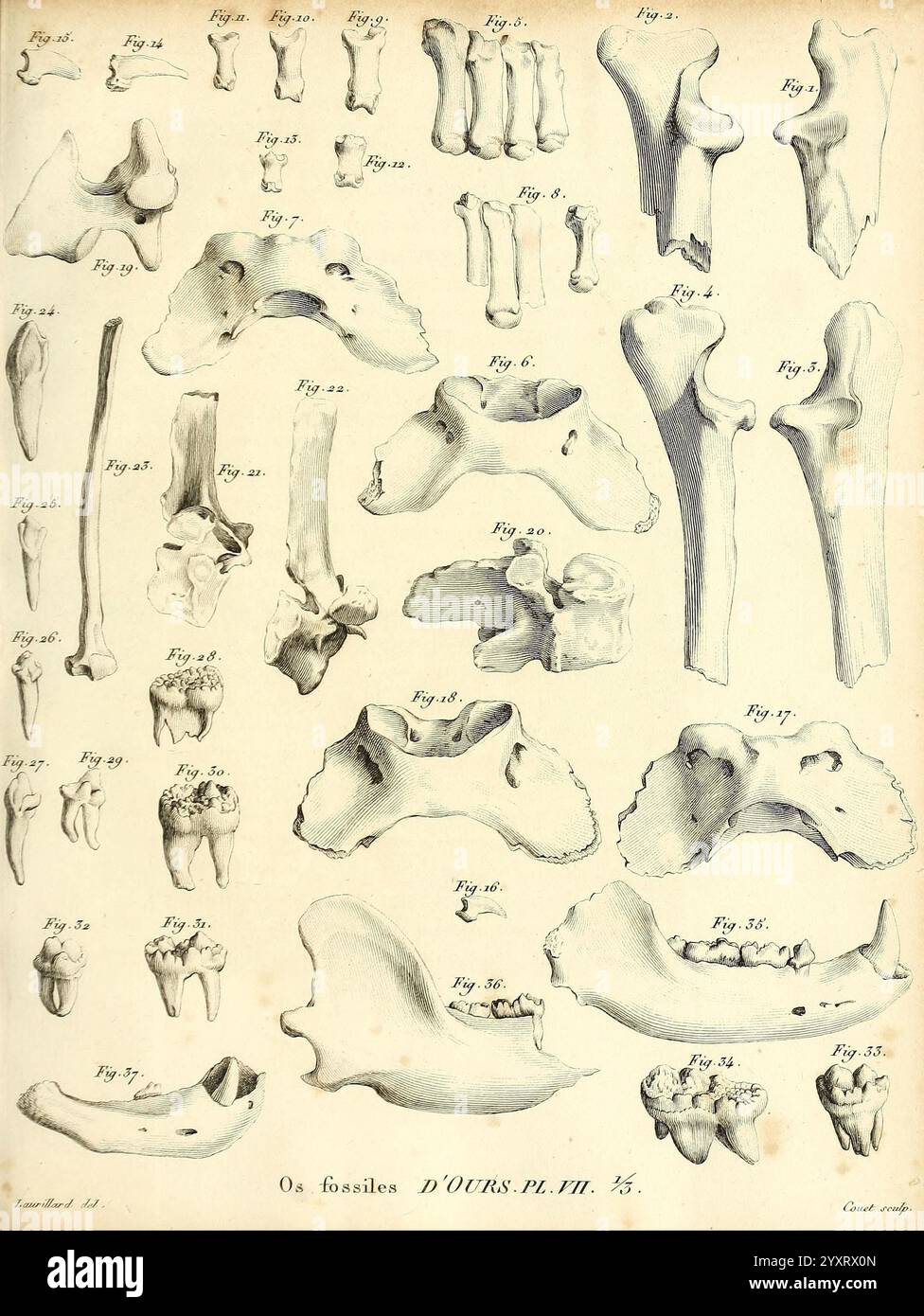 Recherches sur les ossemens fossiles de quadrupèdes Paris Deterville 1812 France Geology Mammals, Fossil Paleontology Paris Region vertebrates, Fossil, questa illustrazione mostra una collezione di ossa di orsi fossili, fornendo dettagli anatomici di vari elementi scheletrici. Ogni figura numerata presenta sistematicamente ossa diverse, tra cui vertebre, artigli e resti dentali, sottolineando la diversità degli esemplari fossilizzati. Le linee intricate evidenziano le texture e le caratteristiche di ogni osso, contribuendo a comprendere la morfologia e la storia evolutiva degli orsi. T Foto Stock