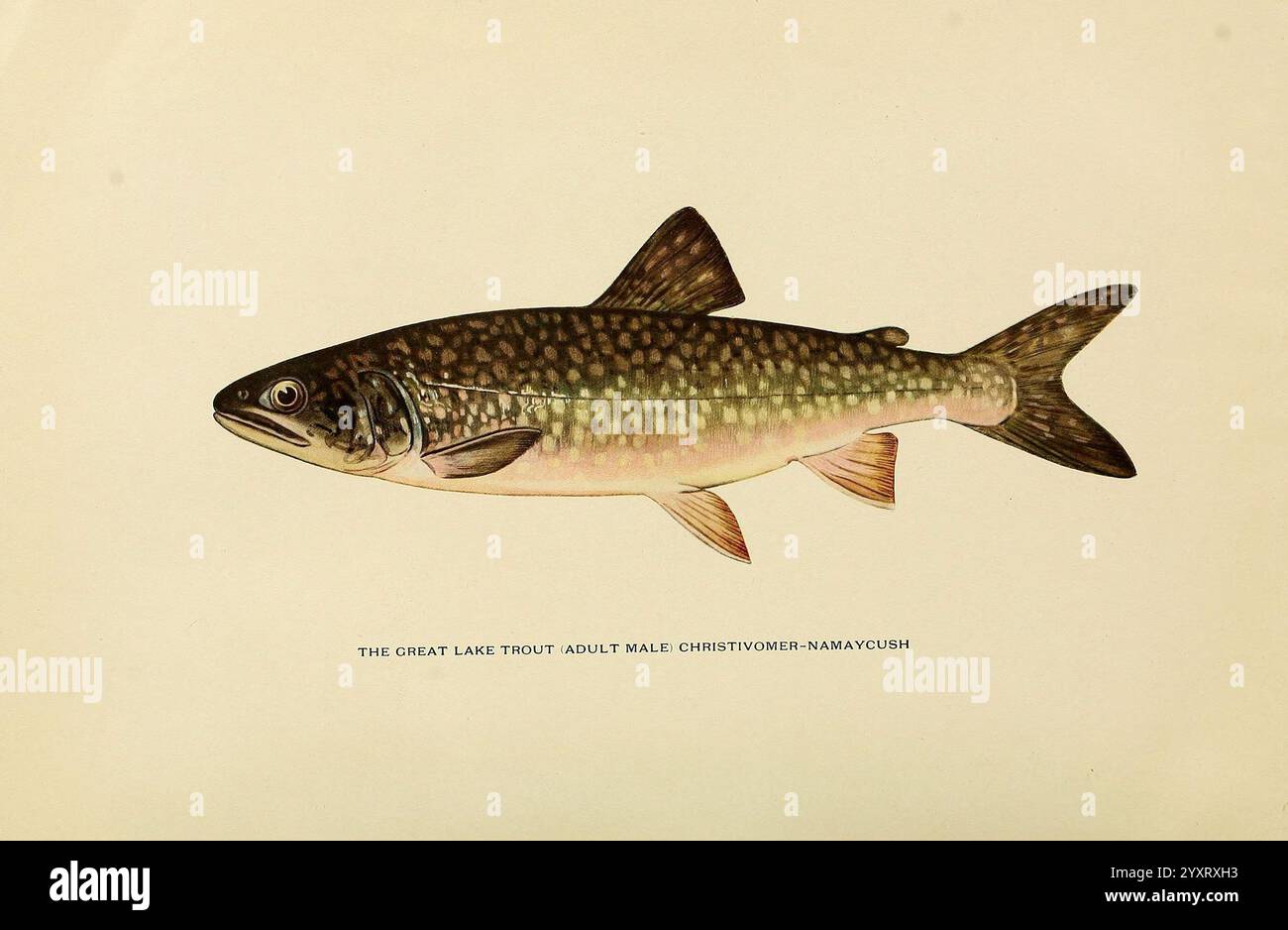 Pesca alla trota in America, New York, 1914, Salvelinus namaycush, Fly casting from Old Catalog, pesca alla trota dal vecchio catalogo, raffigurante un pesce noto per le sue caratteristiche sorprendenti, questa illustrazione mostra la trota del grande lago, in particolare un maschio adulto. La trota è caratterizzata dal suo corpo allungato, caratterizzato da un distinto motivo di macchie scure sulla schiena e sui lati, contribuendo alla sua identificazione. Le pinne sono leggermente evidenziate, mostrando la loro forma e struttura. Sotto l'illustrazione principale, è inciso il nome ''Christivomer namaycush'', che identifica la specie scientifica Foto Stock