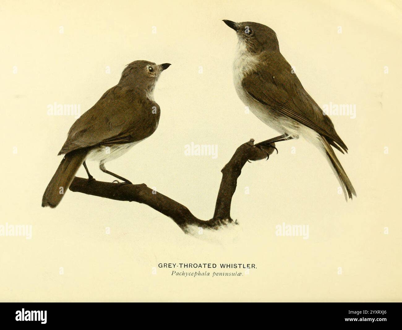 EMU, Melbourne, Royal Australasian Ornithologists Union, 1901, Australasia, Birds, Ornithology, periodici, Pachycephala peninsulae, whistler dalla gola grigia, l'illustrazione presenta due uccelli appollaiati su un ramo sottile. Un uccello è raffigurato lateralmente, mostrando il suo profilo, mentre l'altro è presentato da un'angolazione leggermente diversa sopra, consentendo una visione dei suoi dettagli da più prospettive. Entrambi gli uccelli mostrano un piumaggio morbido e silenzioso e sono mostrati in una posa naturale e serena. Il nome scientifico associato agli uccelli indica che essi sono noti come Whistler dalla gola bianca, Foto Stock