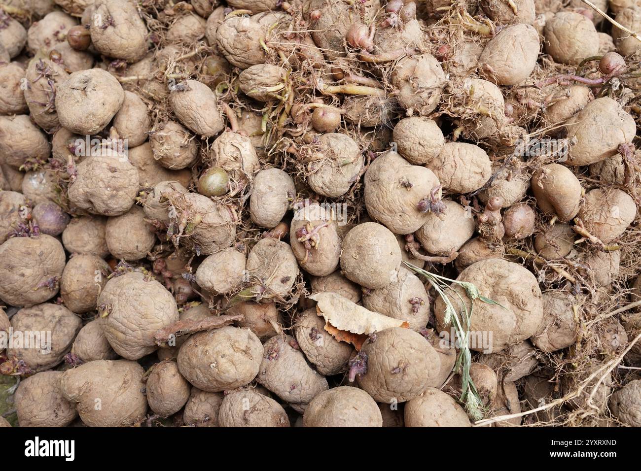 Un grande mucchio di patate appena raccolte giace sul terreno, ricoperto di sporcizia e residui di radici, a indicare una resa abbondante dopo una recente pioggia Foto Stock