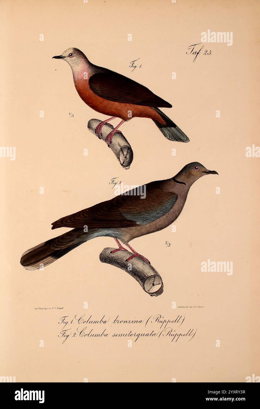 Neue Wirbelthiere zu der fauna von Abyssinien gehörig, Francoforte sul meno, S. Schmerber, 1835-1840, Animals, Mar Rosso, identificazione, Etiopia, zoologia, classificazione, sono illustrati pesci marini, due specie distinte di uccelli, posizionati su un ramo orizzontale per dare risalto. L'uccello superiore presenta una ricca miscela di marrone caldo e sfumature sottili, mentre l'uccello inferiore presenta tonalità più fredde che contrastano con la tomaia. Sotto ogni uccello, le rispettive etichette indicano i loro nomi scientifici, contribuendo al valore educativo dell'illustrazione. Il ramo funge da pozzo naturale, enhanci Foto Stock