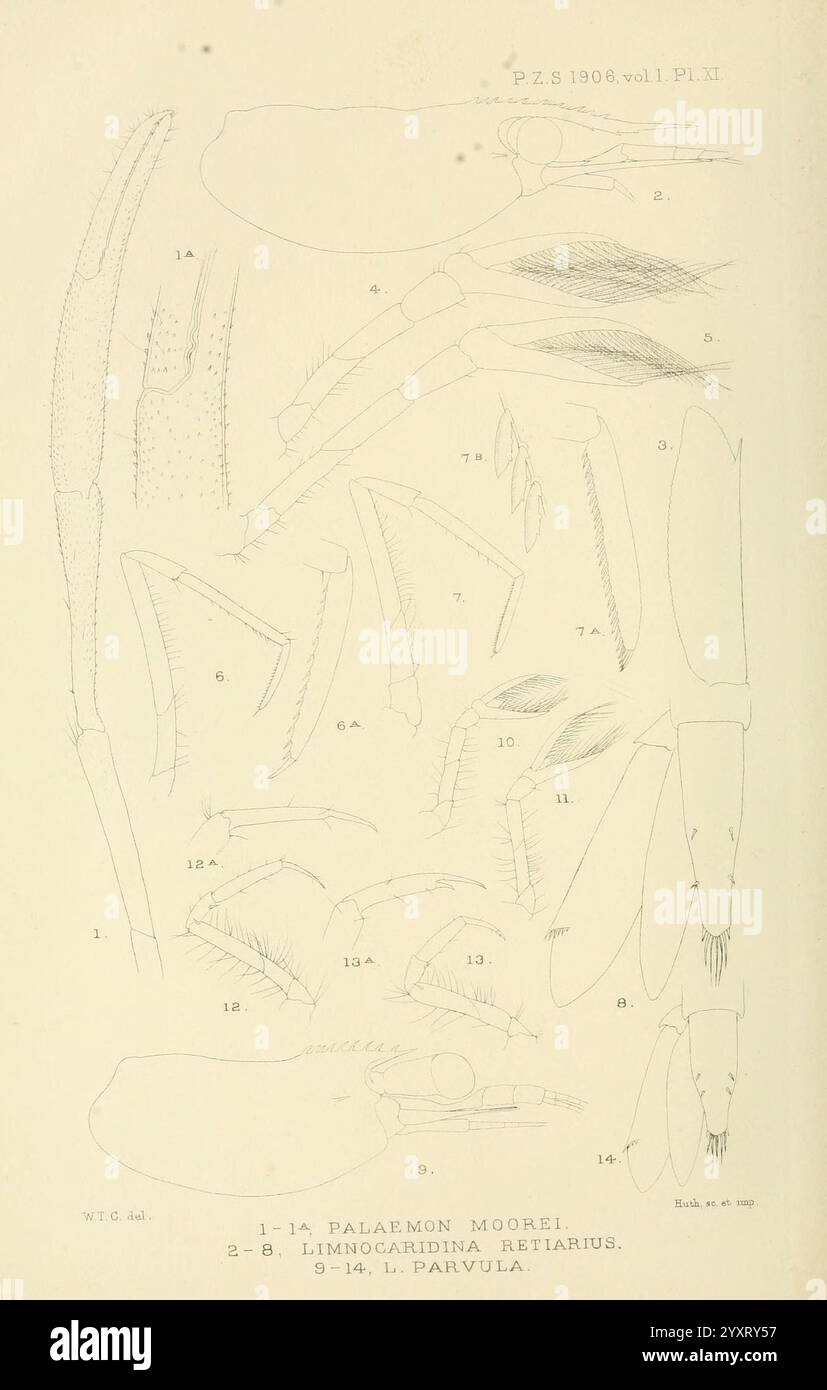 Proceedings of the Zoological Society of London, London, Academic Press Periodicals, Zoology, Un'illustrazione scientifica dettagliata raffigurante varie strutture anatomiche di crostacei, in particolare Palaemon moorei e Limnocarpidina reticularis. L'immagine mostra segmenti numerati, tra cui artigli, appendici e caratteristiche esterne, con annotazioni che evidenziano le caratteristiche distinte di ciascun campione. L'intricato lavoro di linea enfatizza le delicate texture e i dettagli degli organismi, fornendo un riferimento educativo per lo studio biologico e la tassonomia. Foto Stock