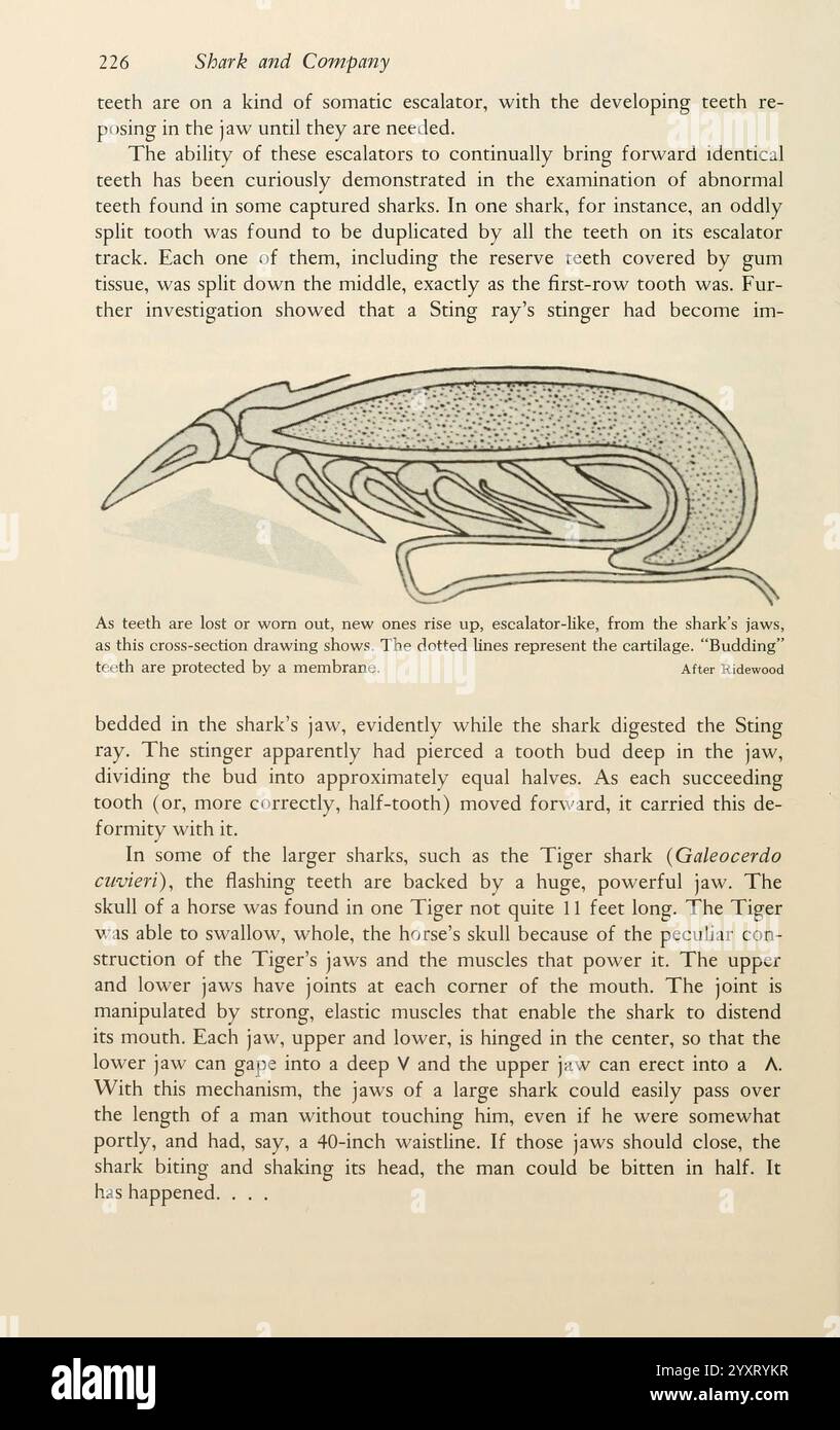 Shadows in the Sea Philadelphia, Chilton Books 1963 Shark Woods Hole Tiger Shark Chondrichthyes Galeocerdo cuvier, l'illustrazione raffigura uno studio anatomico della mascella di uno squalo, concentrandosi in particolare sulla struttura unica dei suoi denti e sulla meccanica del suo processo di alimentazione. Etichette dettagliate evidenziano vari componenti, tra cui la disposizione dei denti simile a una scala mobile e l'adattamento del pungiglione della pastinaca, sottolineando le relazioni evolutive. Il disegno serve a spiegare come questi adattamenti consentono a diverse specie di catturare ed elaborare efficacemente le loro prede, mostrando t Foto Stock