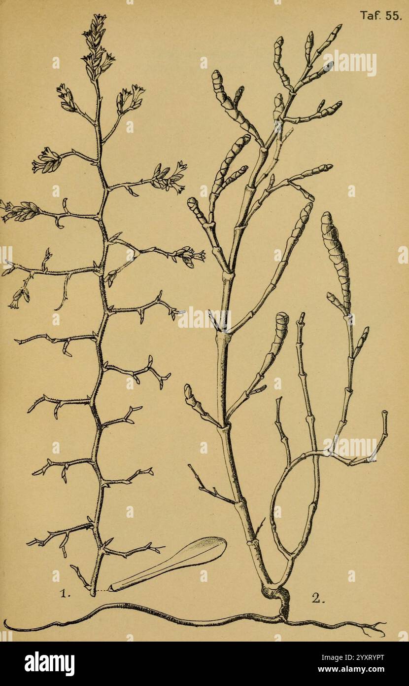 Die Pflanzenwelt Dalmatiens Leipzig W. Klinkhardt 1911 Croatia Dalmatia Plants, Un'illustrazione botanica raffigurante due tipi distinti di alghe o alghe. Il lato sinistro presenta una struttura a ramificazione caratterizzata da sezioni di stelo allungate adornate da appendici più piccole a forma di foglia, mentre il lato destro presenta un design più intricato con rami intrecciati con crescite raggruppate e allungate. Nella parte inferiore dell'illustrazione a destra è presente un piccolo accessorio a cucchiaio, che potrebbe evidenziare una parte specifica dell'alga. Il lavoro dettagliato sulla linea sottolinea le caratteristiche delicate e le variazioni Foto Stock