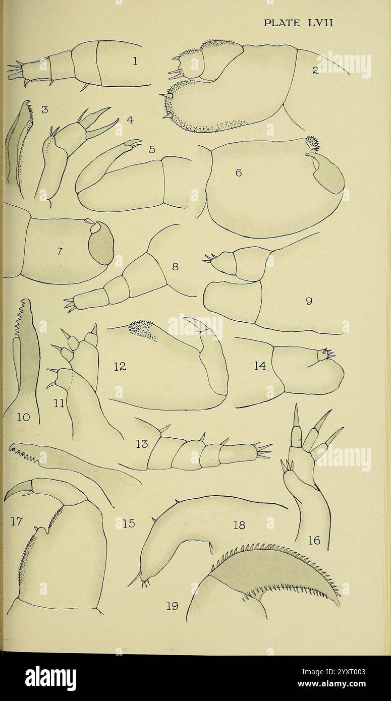 Il parassita britannico Copepoda, Londra, 1913, Gran Bretagna, parassiti, pesci, Crustacea, Copepoda, questa illustrazione presenta una serie di disegni anatomici dettagliati di varie appendici di crostacei. Evidenzia diverse strutture, tra cui artigli e arti, ciascuno numerato come riferimento. Le immagini forniscono approfondimenti sulla morfologia di questi organismi marini, mostrando caratteristiche quali segmentazione, articolazione e adattamenti specializzati. La disposizione enfatizza la diversità nella forma tra i crostacei, contribuendo allo studio della loro biologia e delle relazioni evolutive. Ogni dra Foto Stock